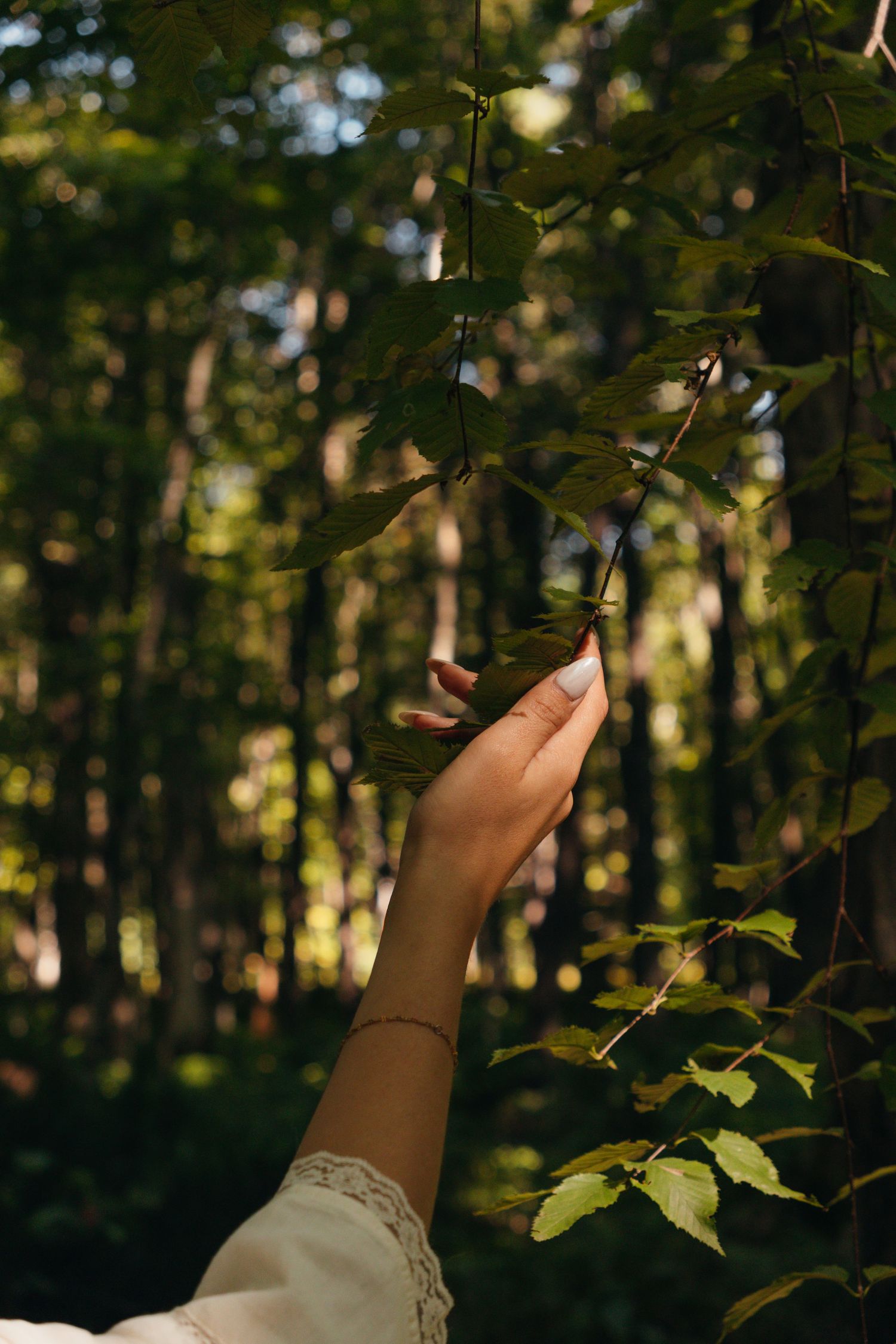 A hand reaches up to touch green leaves in a sunlit forest setting.