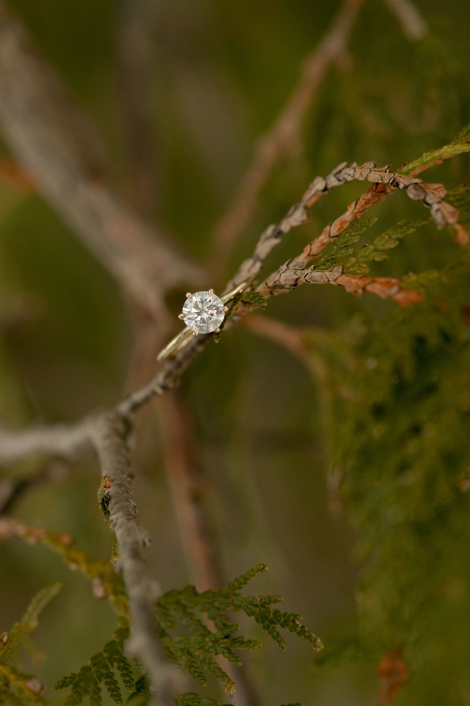 Diamond ring sparkling among green pine branches in natural lighting.