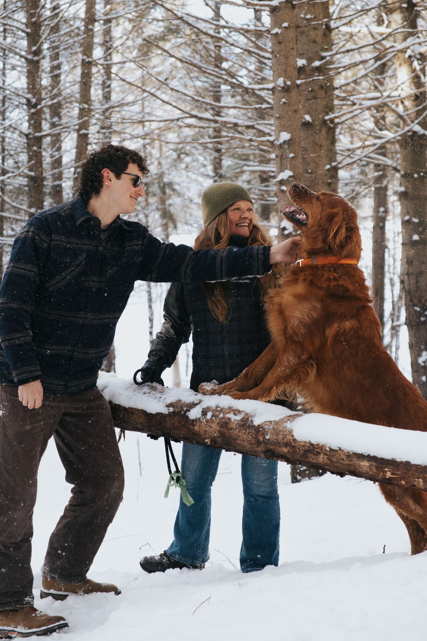 A large brown dog plays with a stick in the snow while a couple watches.