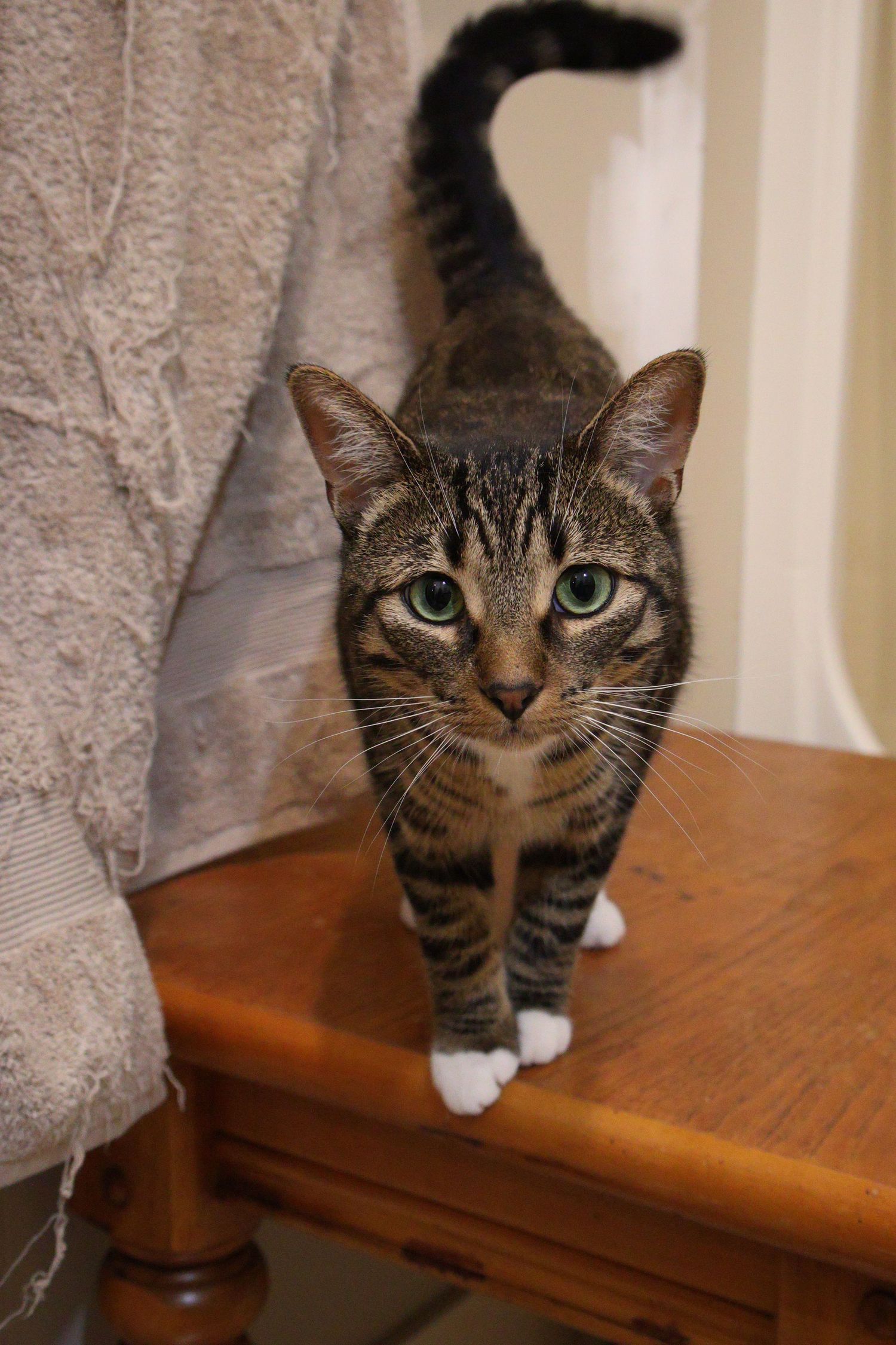A tabby cat with green eyes and white paws stands on a wooden table, tail raised, looking directly at the camera.