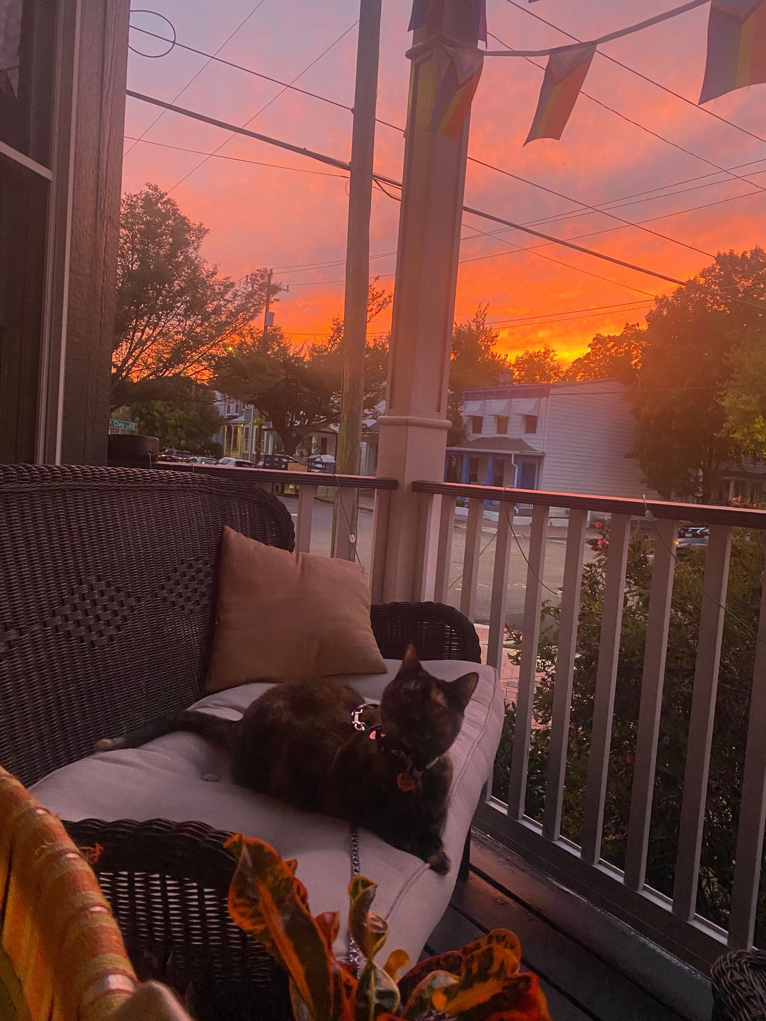 Maine-based queer wedding and event photographer's tortoiseshell cat on a porch with sunset and Bi pride flags in the background