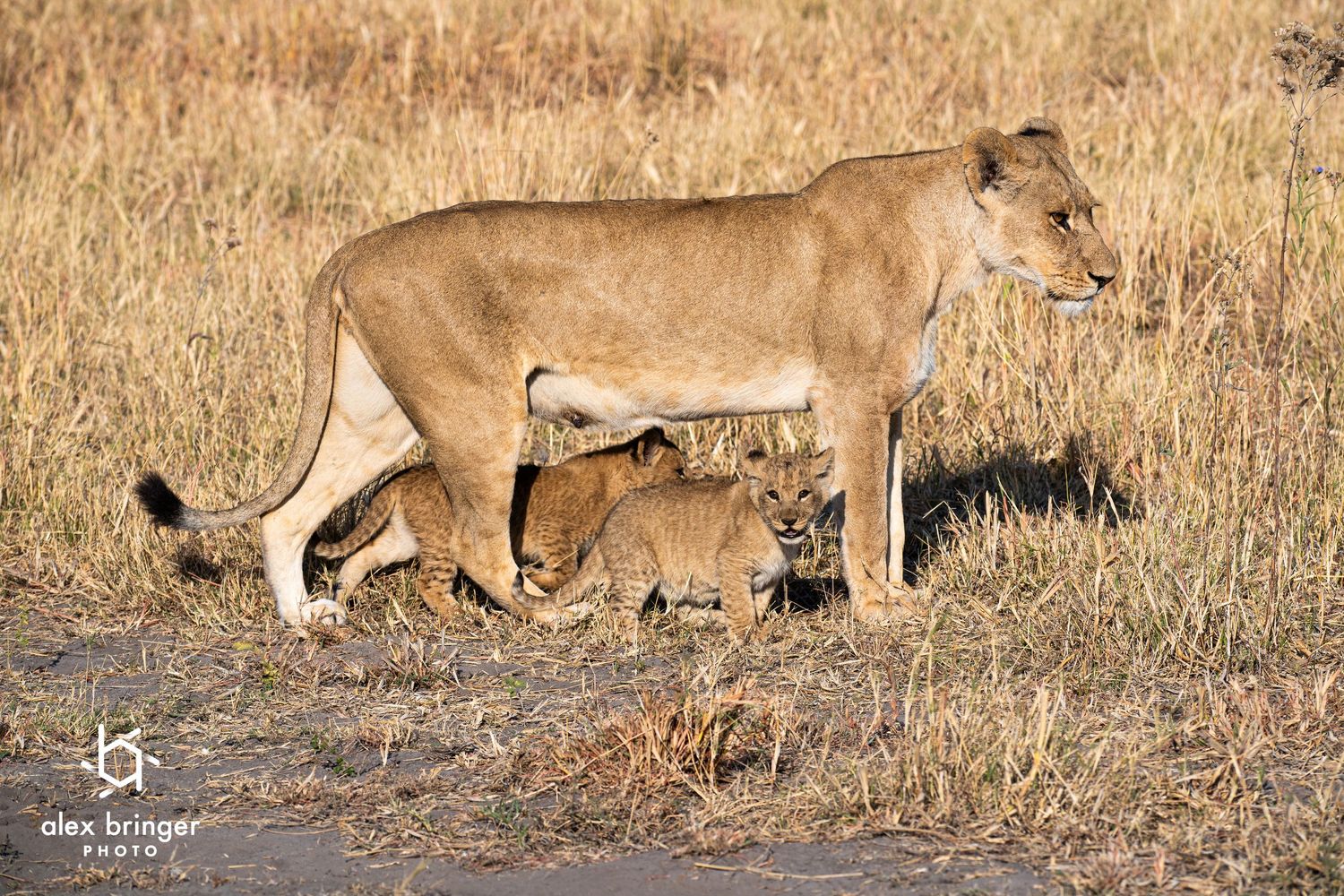 A lioness nurses her tiny cubs in golden dry grassland savanna in the African wilderness.