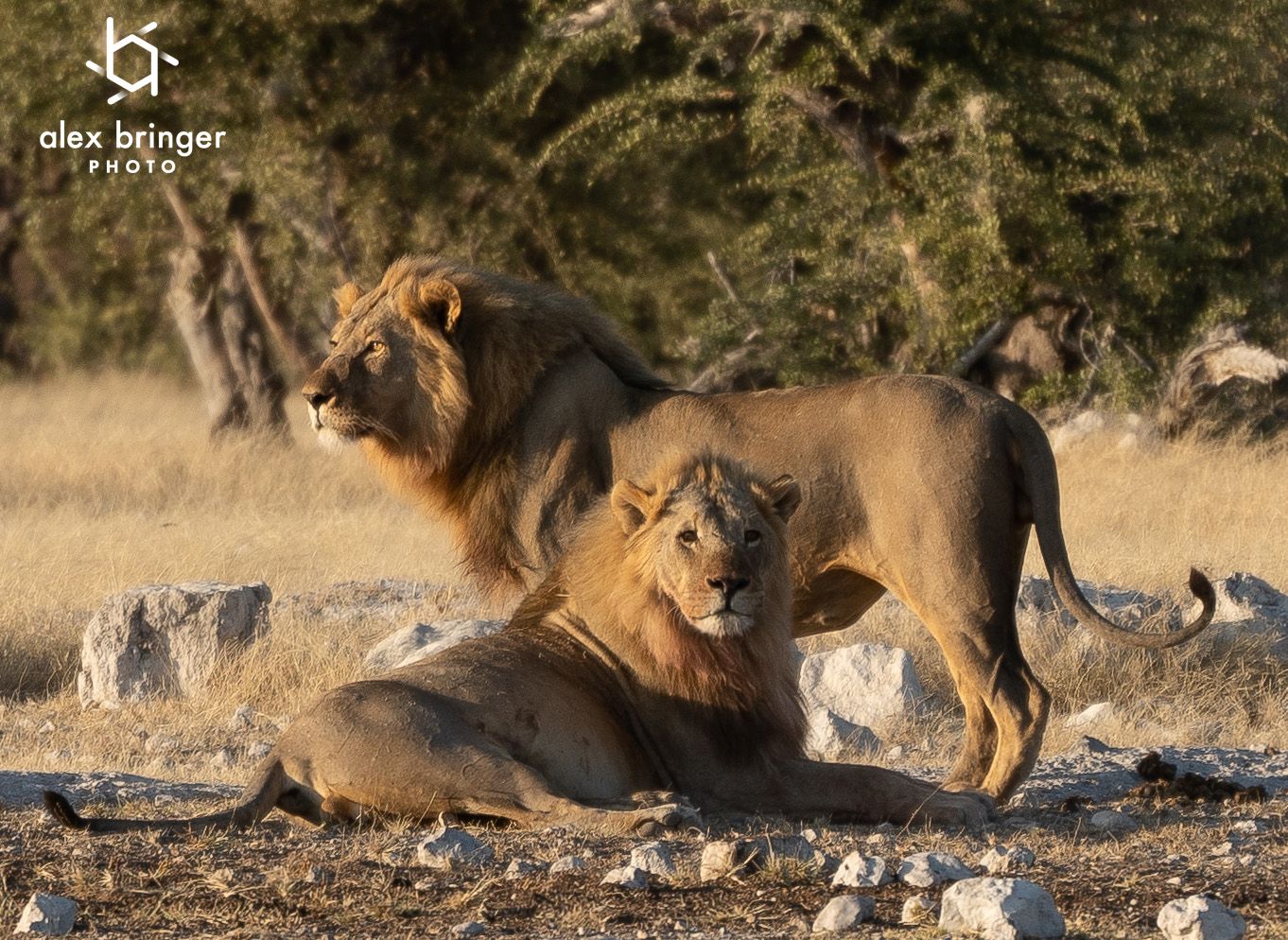 Two male lions rest together on rocky ground beneath acacia trees in African savanna landscape.