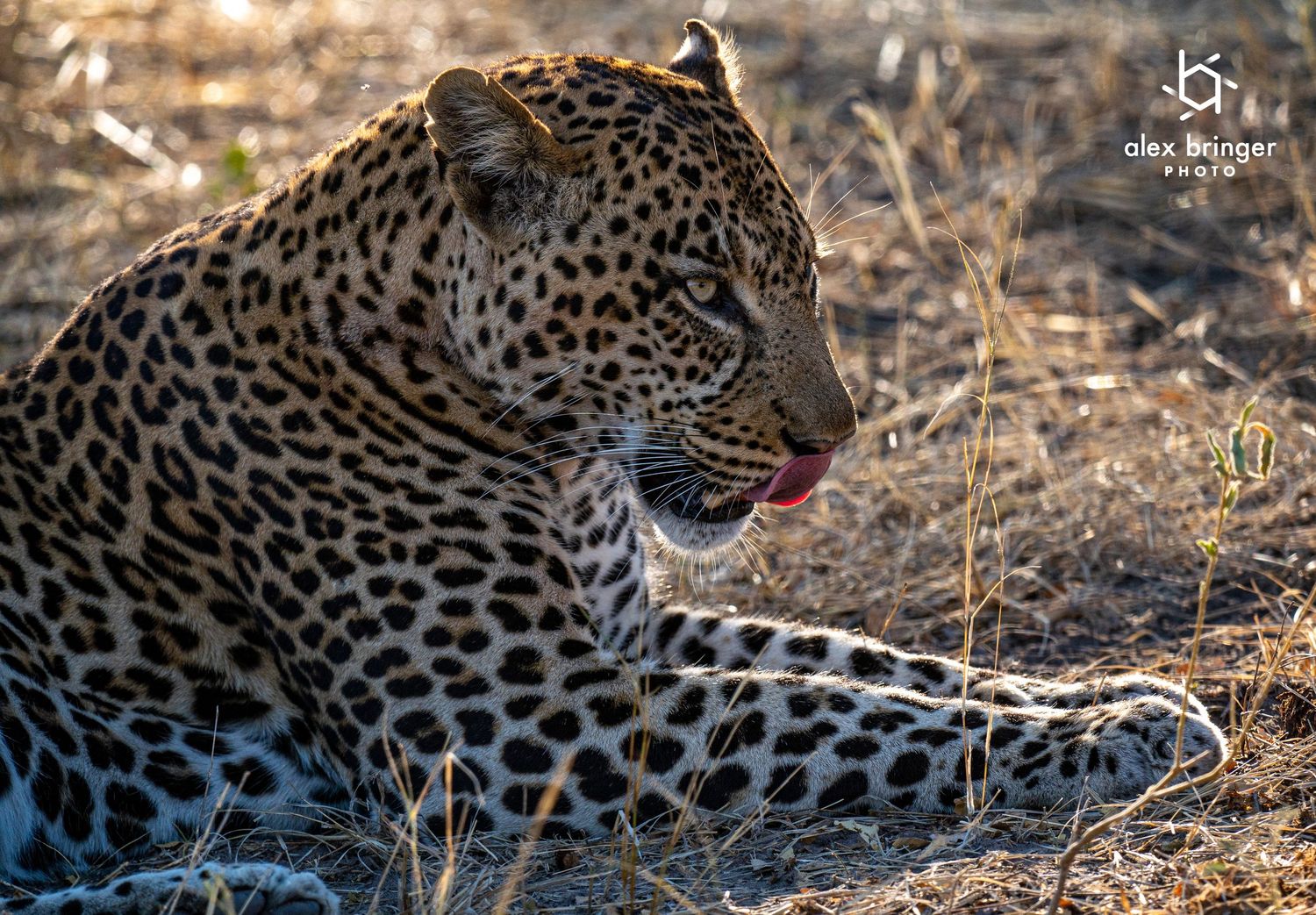 A leopard rests in dappled shade licking its lips with its distinctive spotted coat visible in the wild.