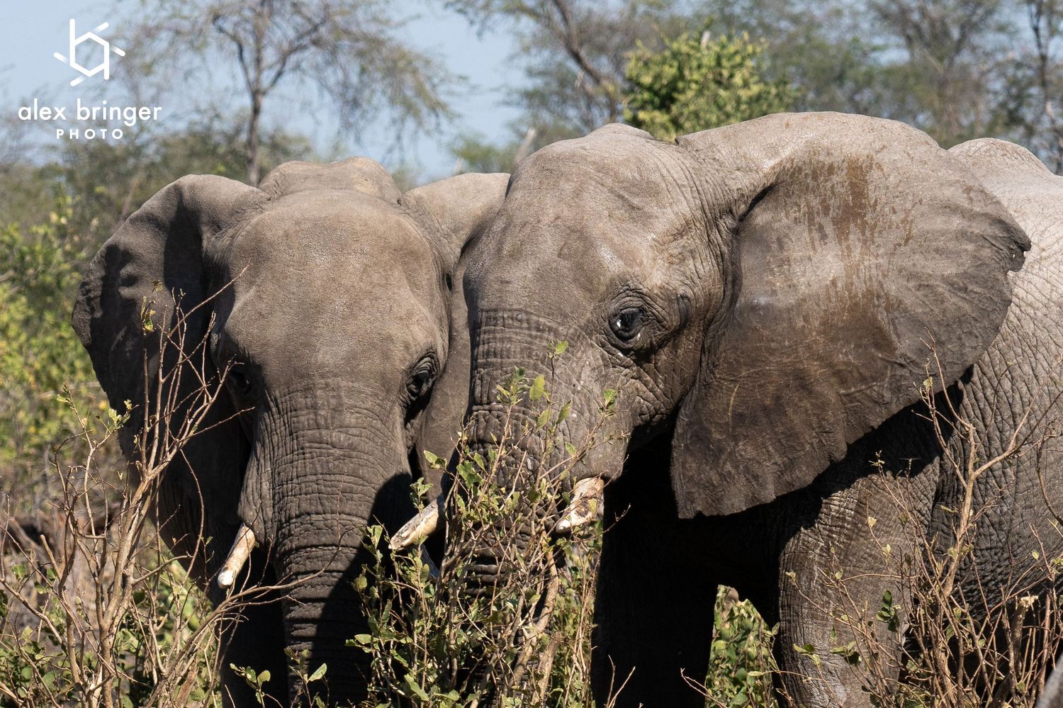 Two African elephants foraging through dense green bush in natural wildlife habitat.
