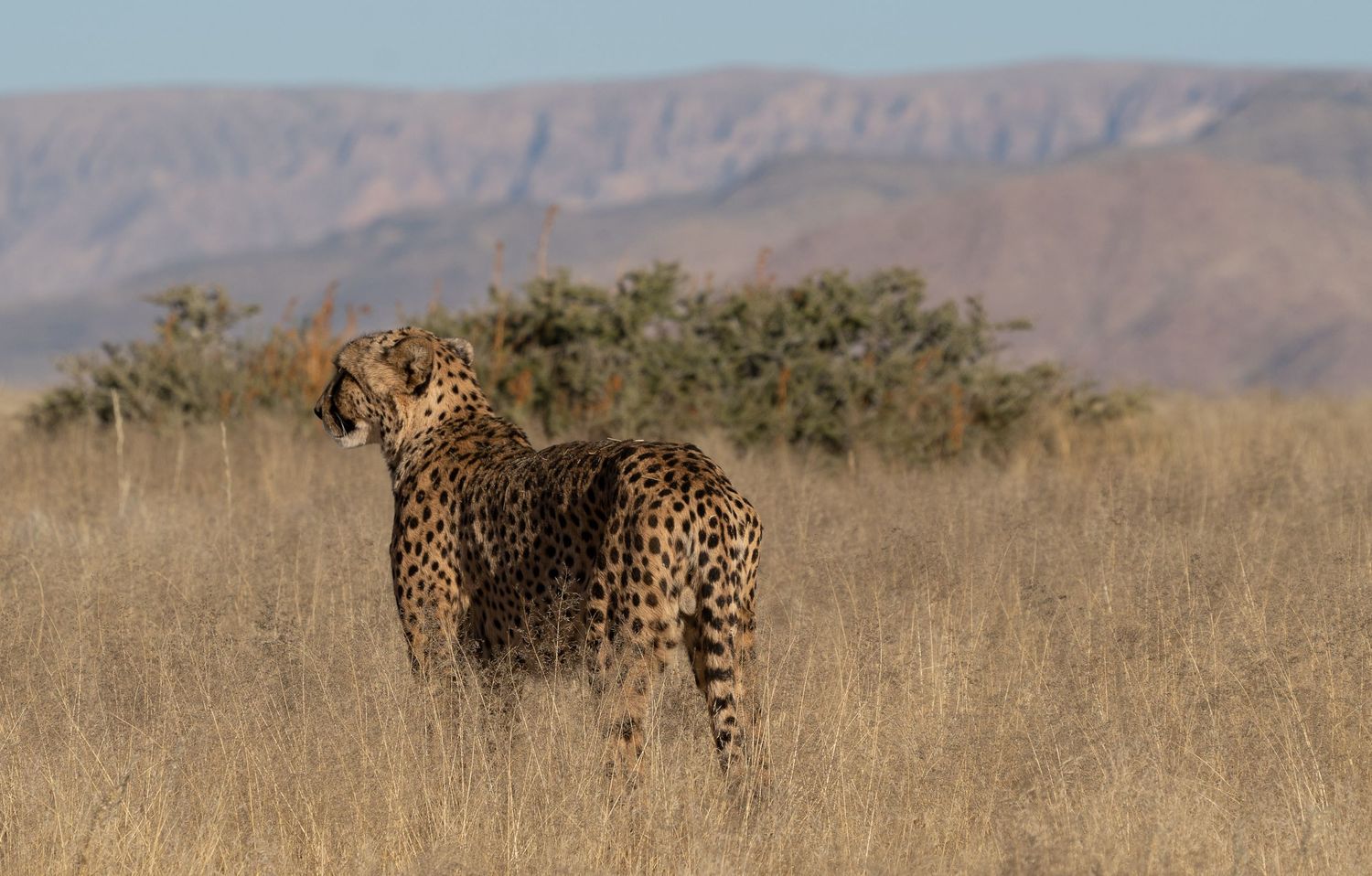 Cheetah standing alert in tall dry savanna grass with mountains visible in the background.