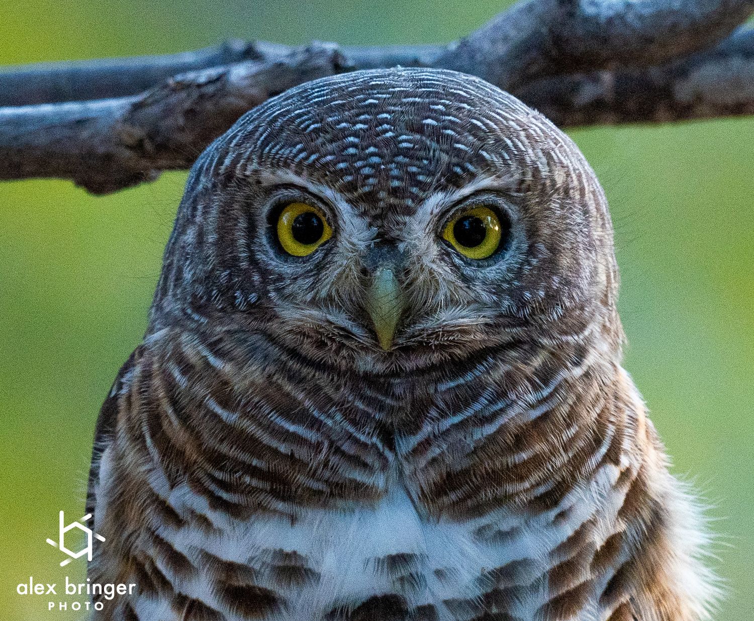 Close-up portrait of a spotted owl with intense bright yellow eyes staring directly at the camera.