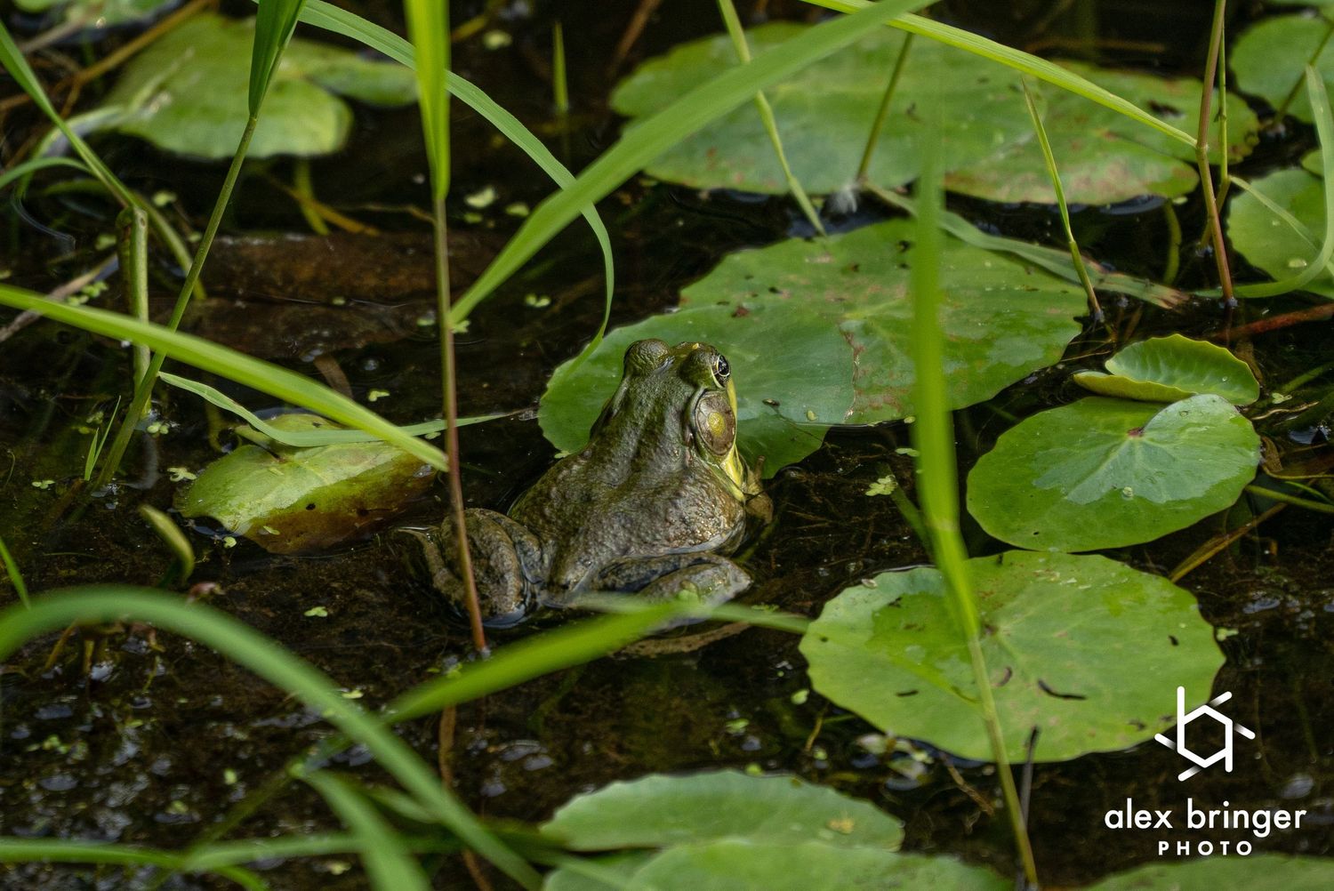 A green bullfrog sits camouflaged among lily pads and aquatic plants in a calm pond.