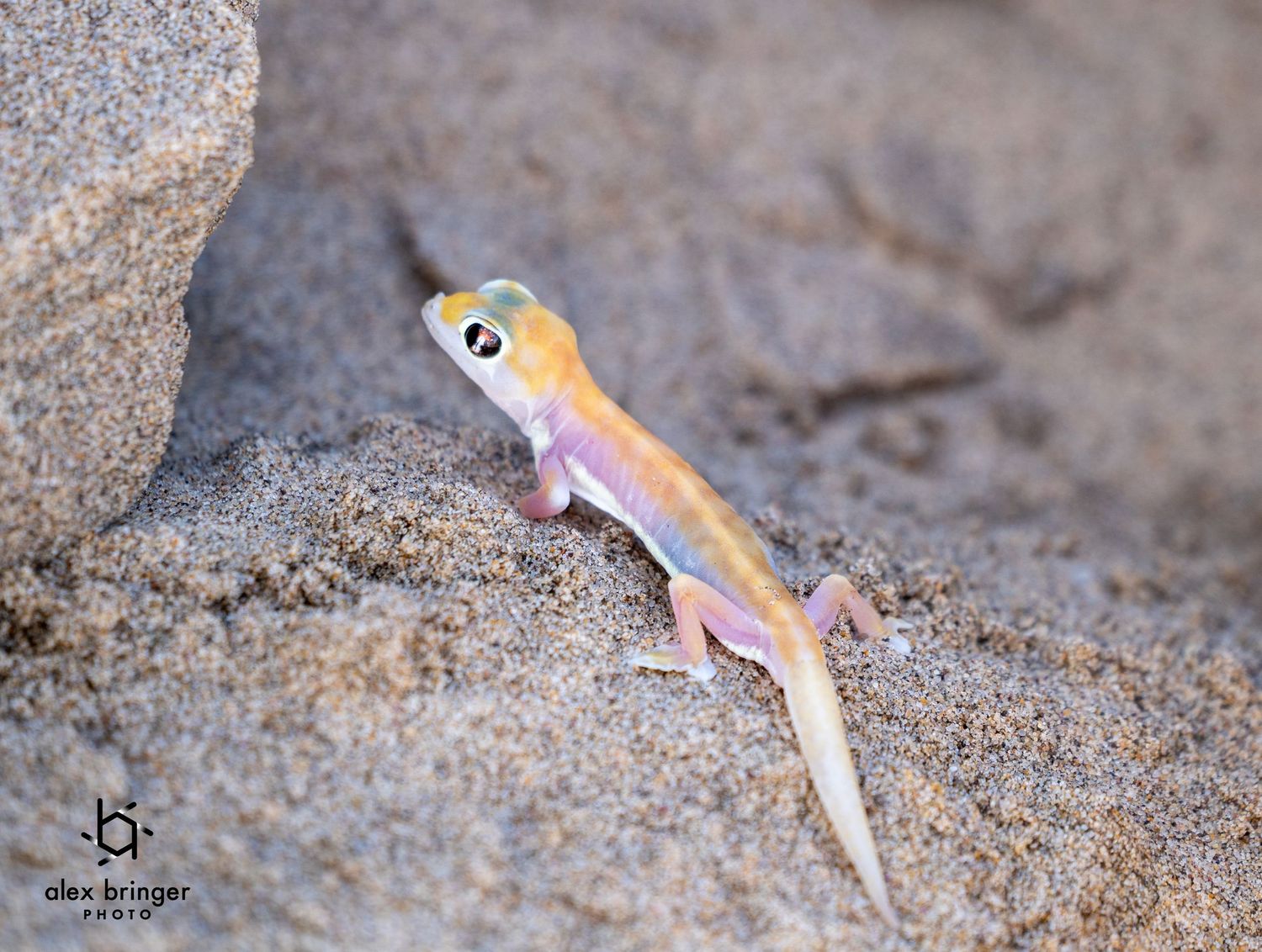 Small pale gecko with large eyes perched on sandy rocks in a desert environment.