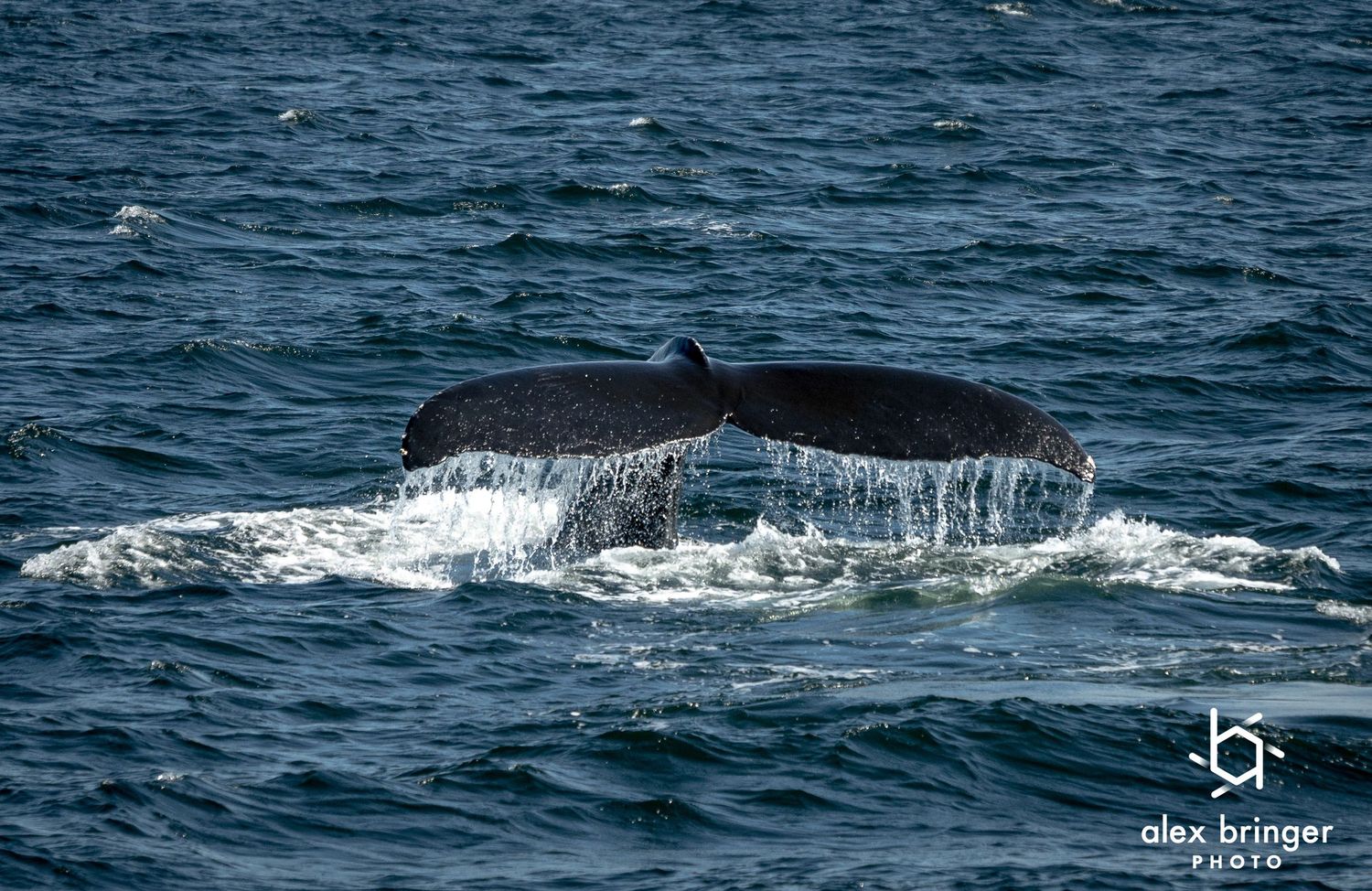 Humpback whale tail fluke rising above the ocean surface with water cascading off the edges.