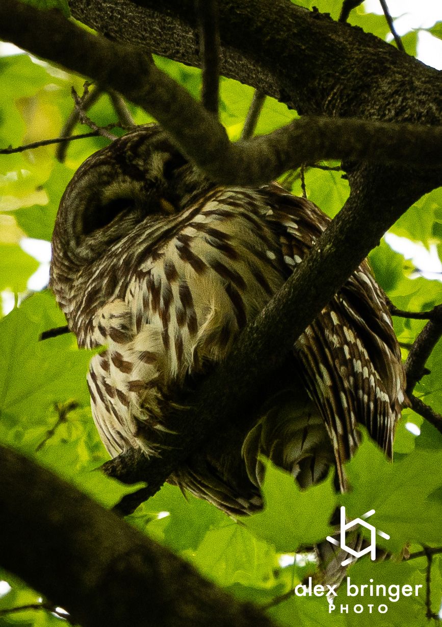A barred owl perches sleepily among leafy green tree branches in dappled natural sunlight.
