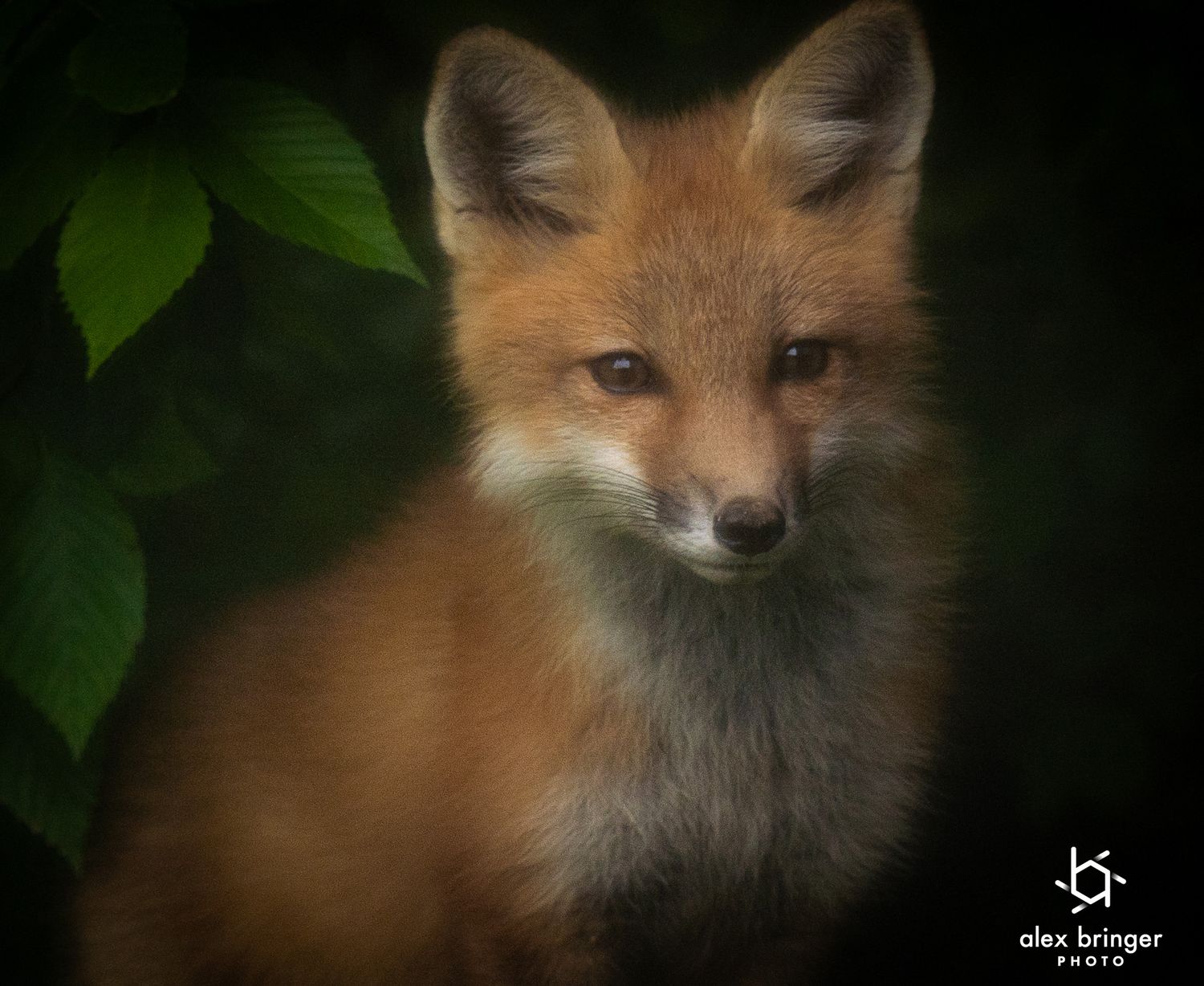 A young red fox kit with fluffy fur gazes curiously from the shadows surrounded by green leaves.