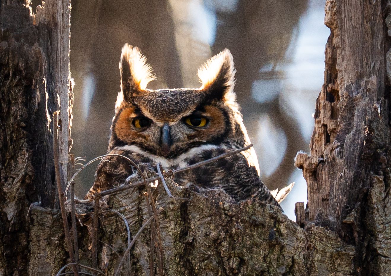 A great horned owl perched in a hollow tree trunk, its orange eyes glowing in warm light.