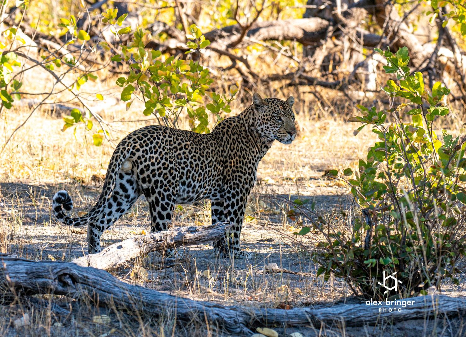 A leopard stands alert in dappled shade among dry brush and fallen logs in African savanna.