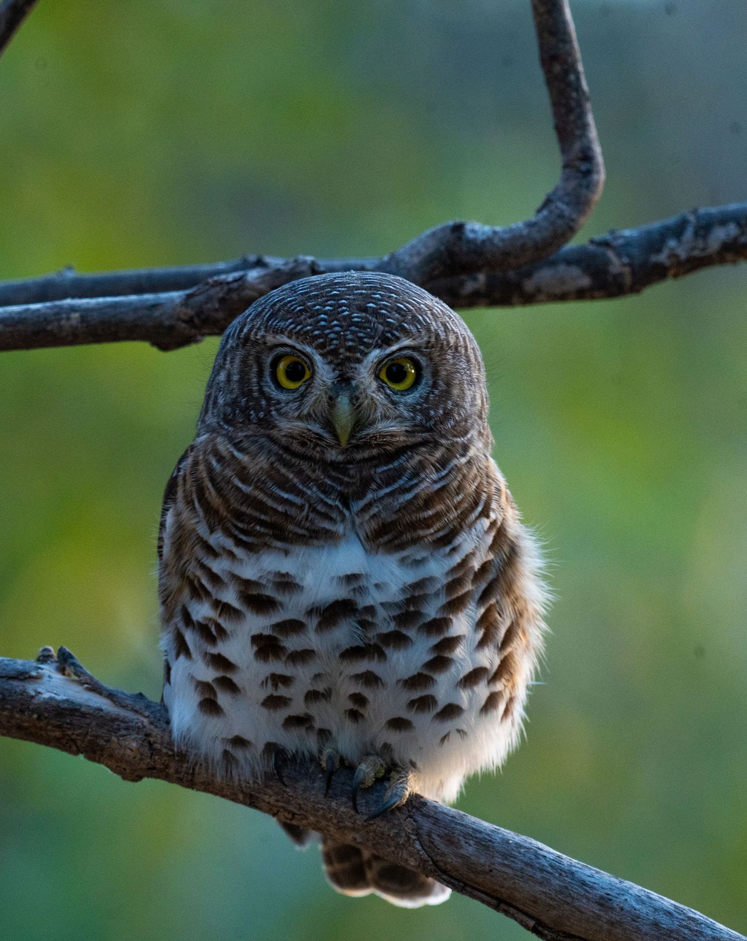 A small owl with bright yellow eyes perches alertly on a bare tree branch against a blurred green background.