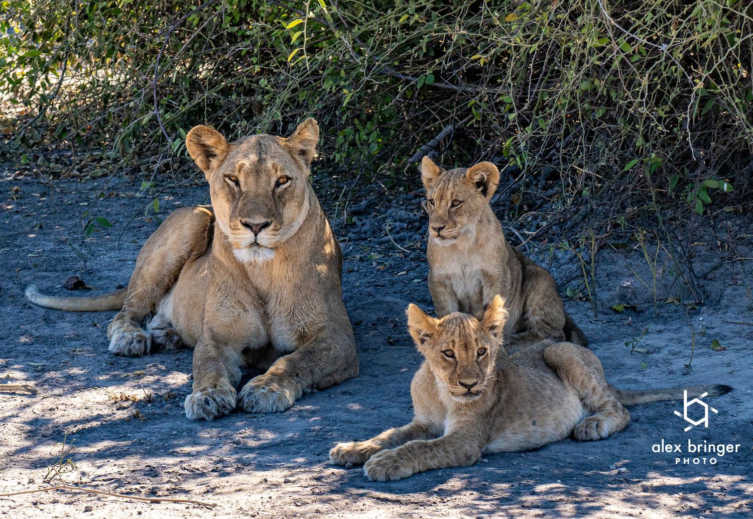 A lioness rests with two young cubs in shaded sandy ground in African wilderness.