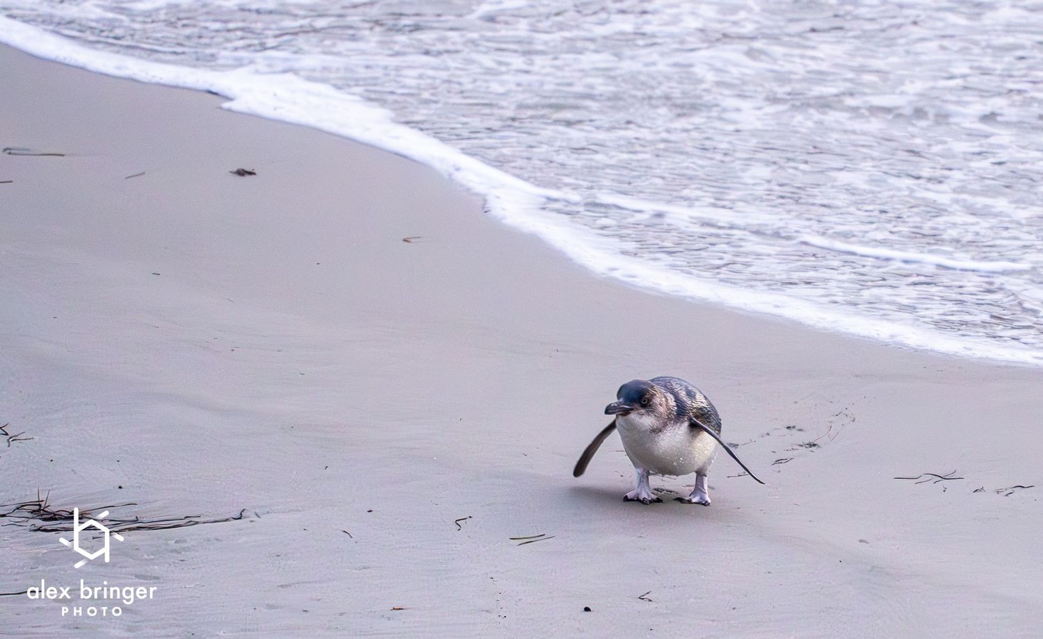 A small penguin waddles along a sandy beach shoreline with gentle ocean waves in the background.