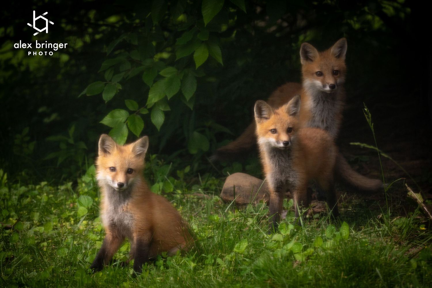 Three adorable red fox kits peer curiously from green forest undergrowth in soft evening light.