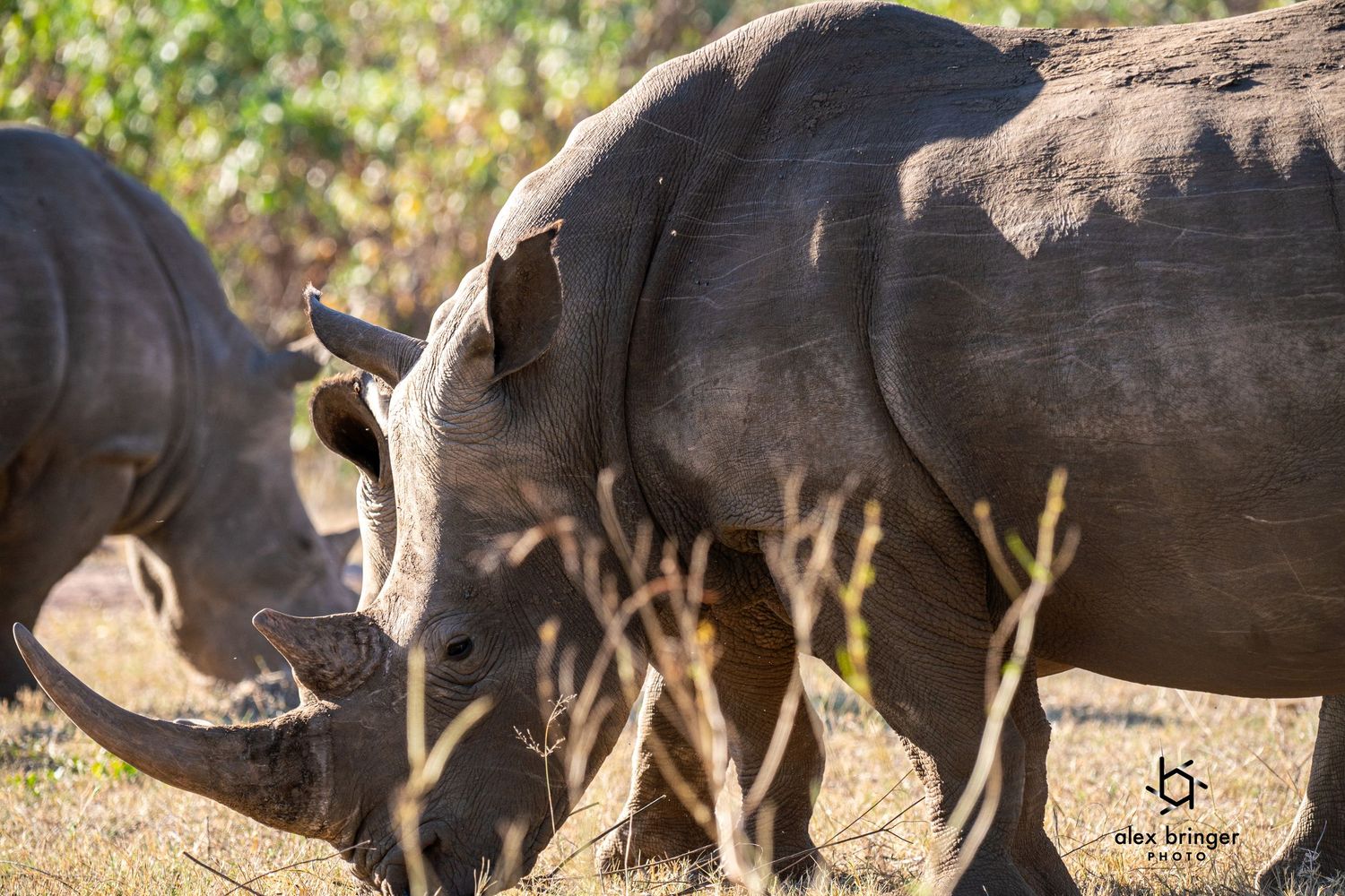 Two white rhinoceroses grazing together in golden sunlit African savanna brush.