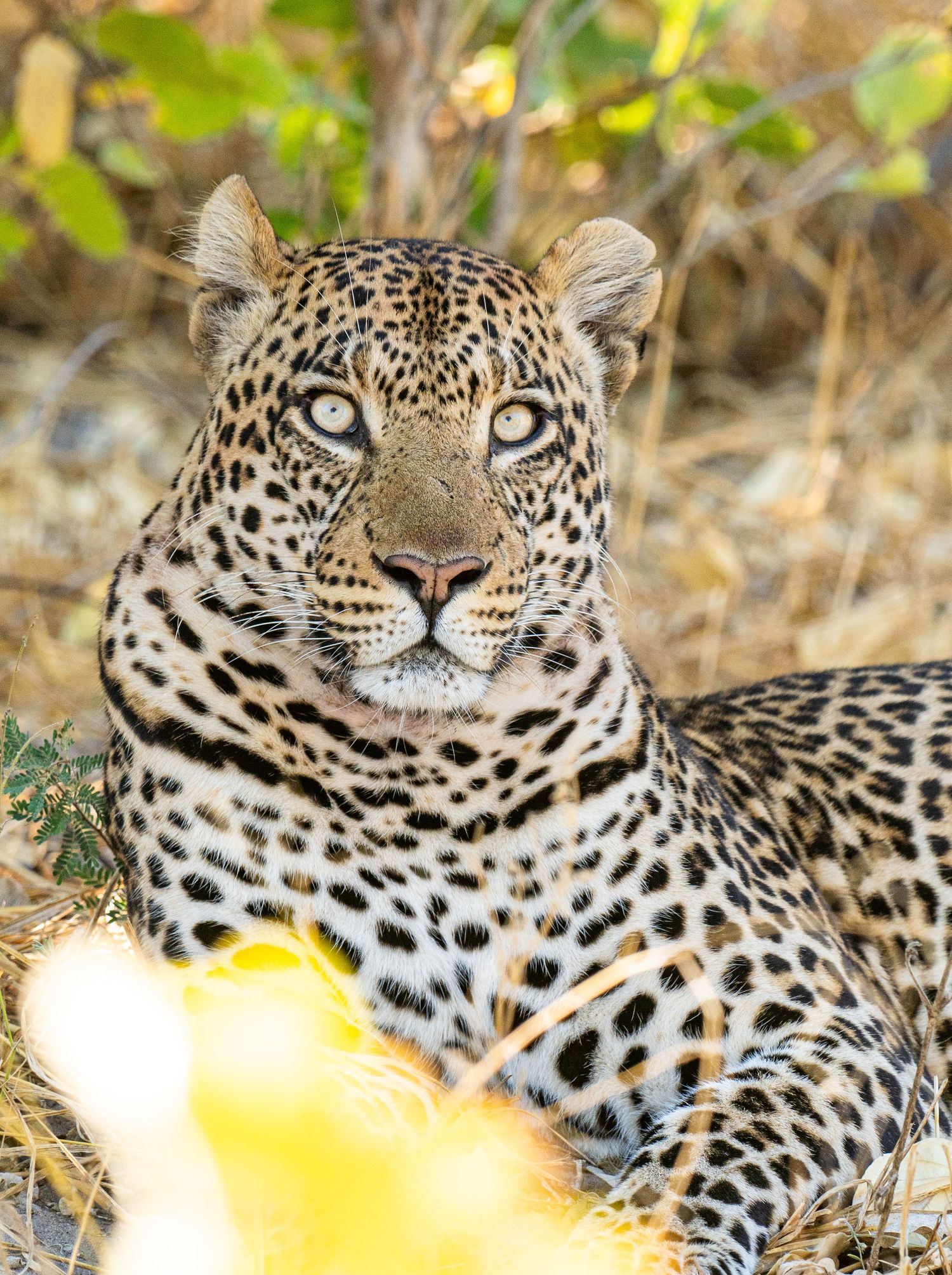 A majestic leopard resting in dry grass, gazing directly at camera with striking eyes amid African savanna vegetation.