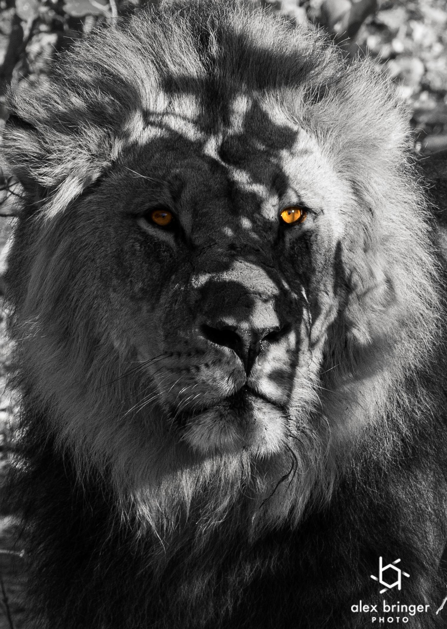 Dramatic black and white close-up portrait of a male lion with striking glowing amber eyes.