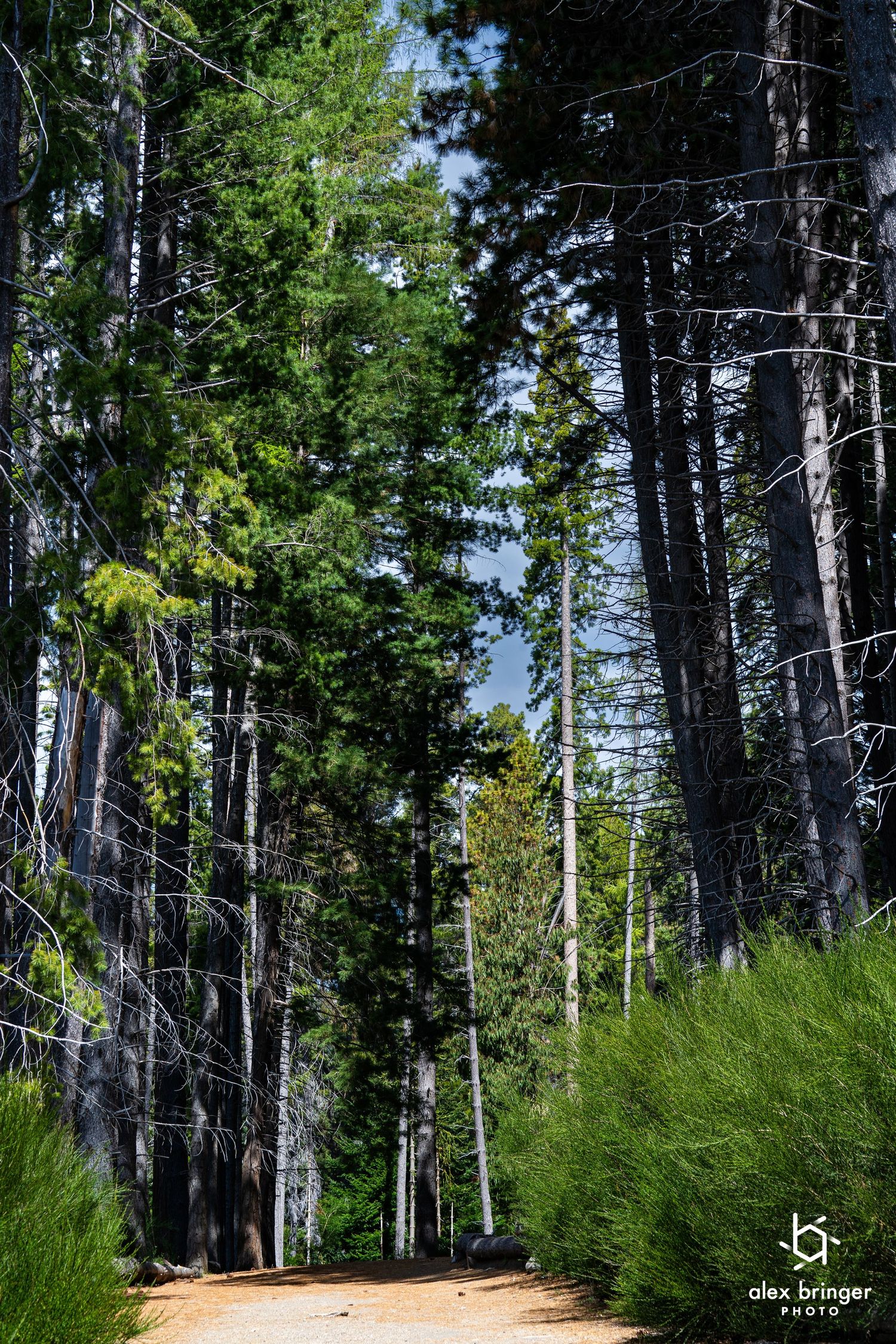 Sunlit dirt path winding through tall pine forest with lush green undergrowth.