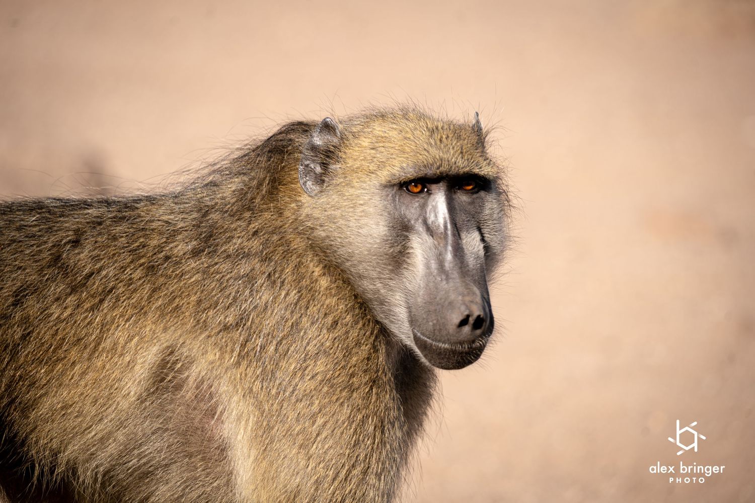 Close-up portrait of a wild baboon with distinctive red eyes against a sandy background.