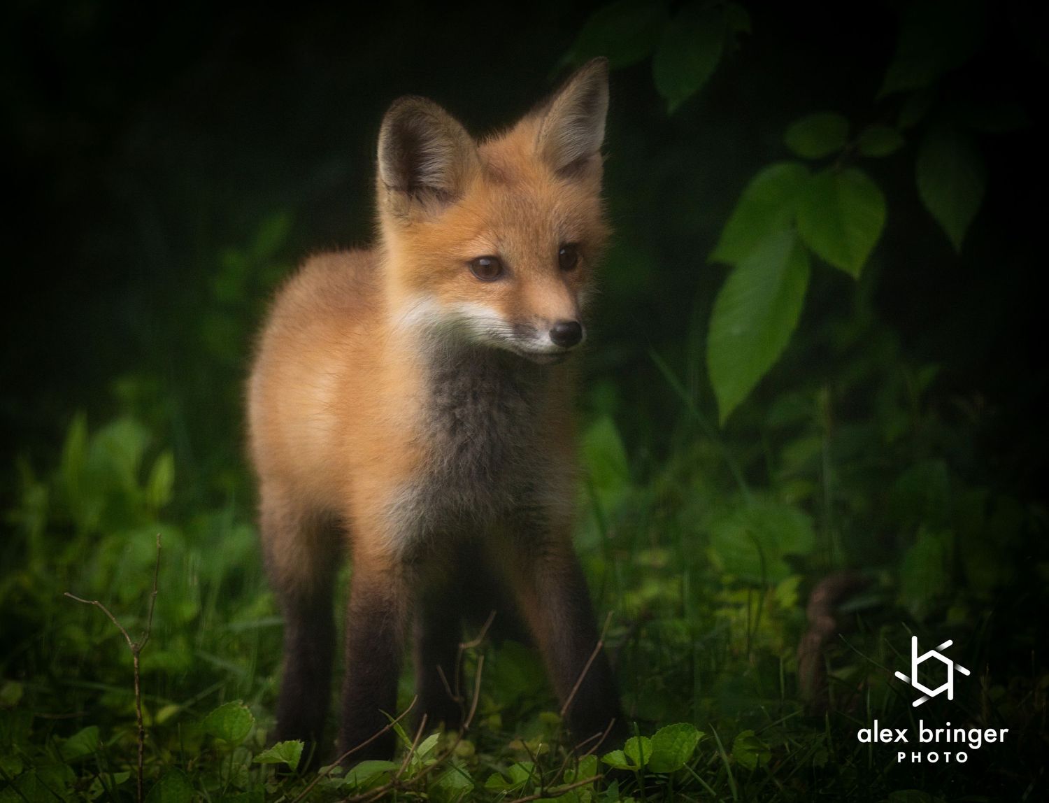 A fluffy red fox kit stands alone in lush green forest undergrowth in moody dramatic lighting.