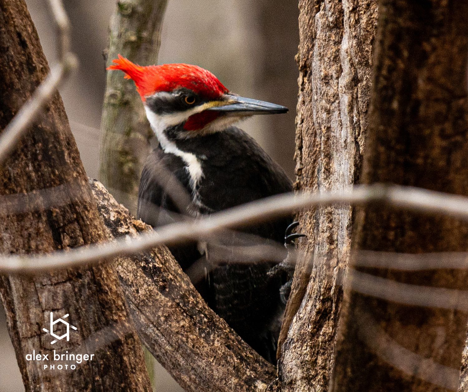 A striking pileated woodpecker with bright red crest perched on a tree trunk in a winter forest.