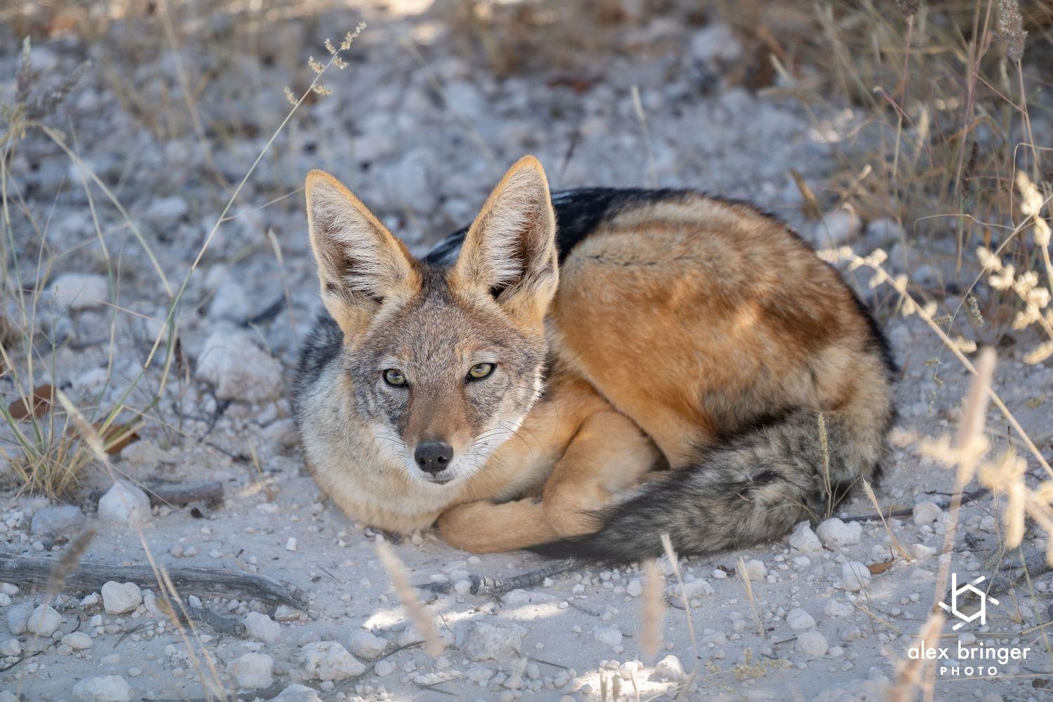 A black-backed jackal resting on rocky ground in its natural African habitat.