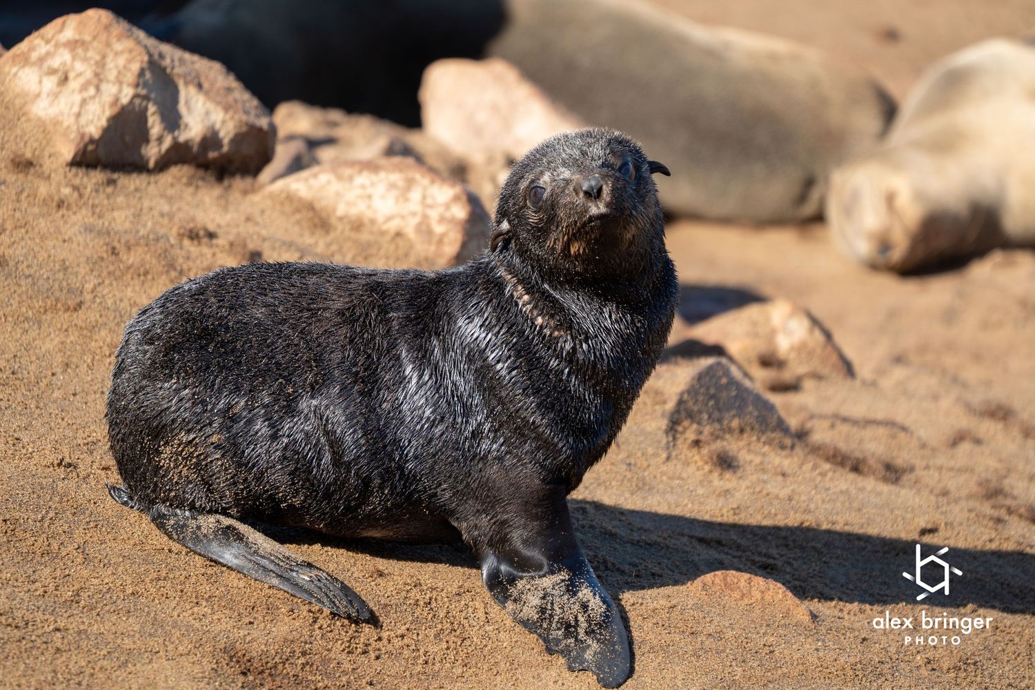 A young Cape fur seal pup on sandy beach at a coastal colony in natural sunlight.