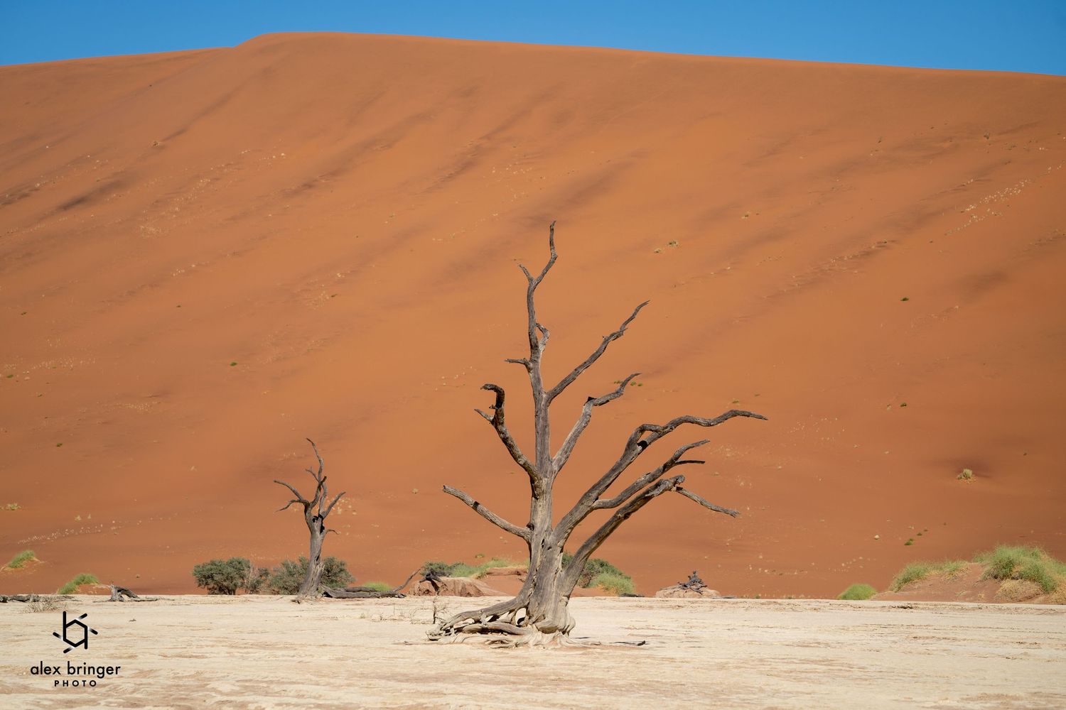 Dead bare trees standing in cracked dry earth against a massive red sand dune in Namibia.