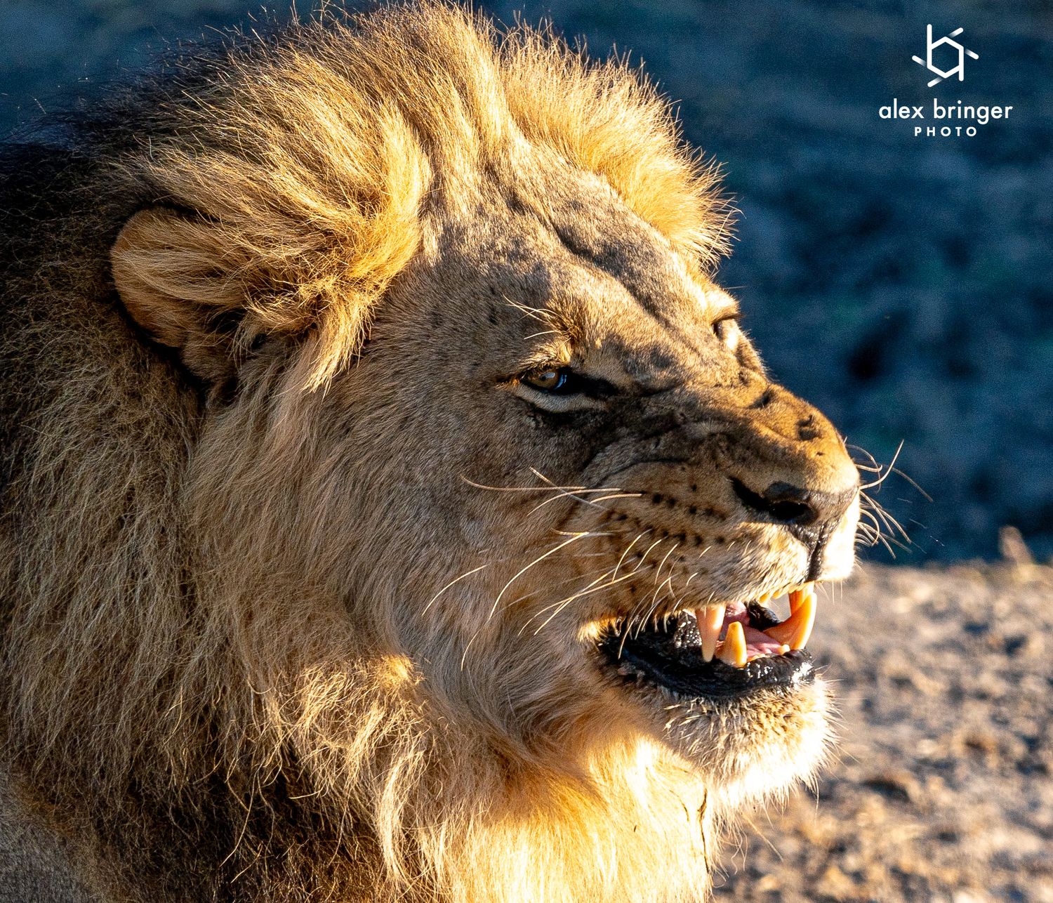 Close-up portrait of a male lion snarling in golden sunlight, revealing sharp teeth in the wild.