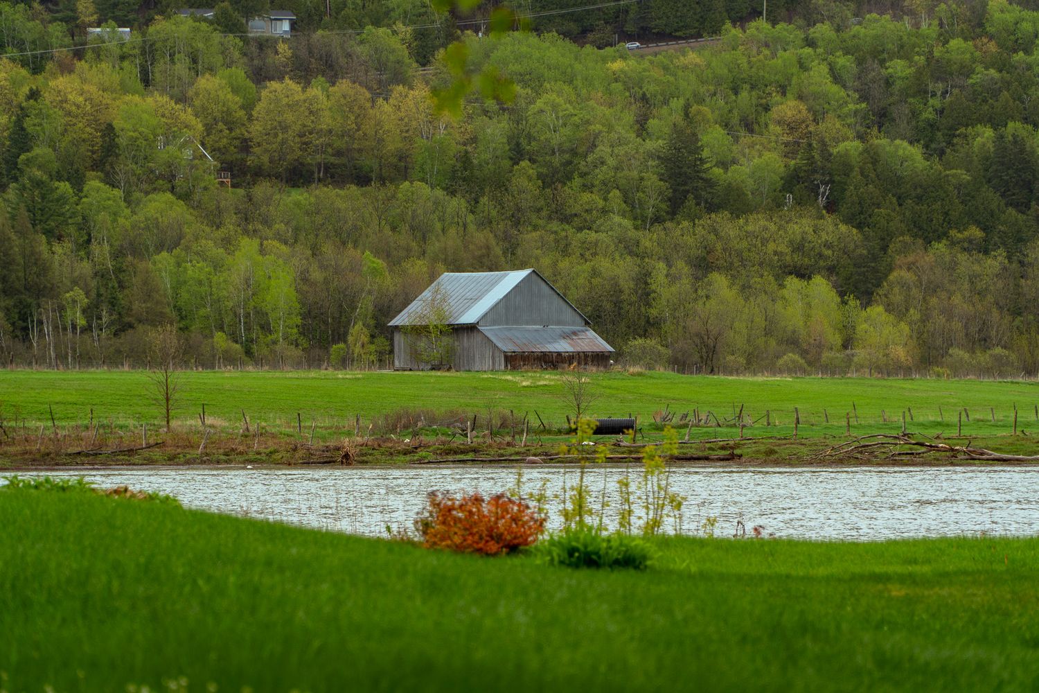 Rustic gray barn beside a flooded field with lush green spring trees on a hillside in the background.