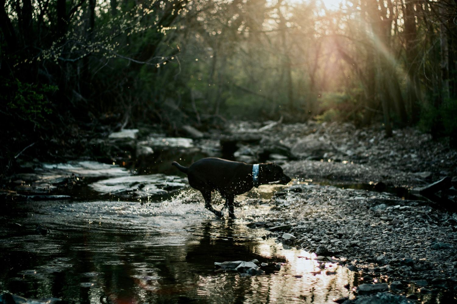 Black dog wading through a sunlit forest creek surrounded by trees and golden light rays.
