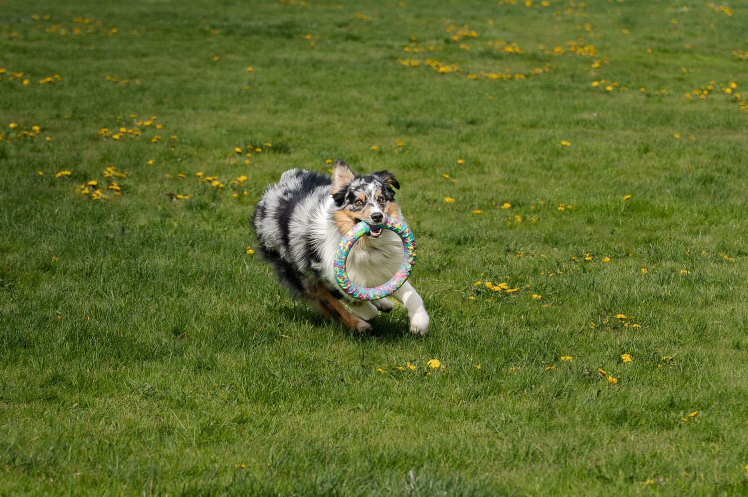 Australian Shepherd dog running on green grass field carrying a frisbee in its mouth on a sunny day.