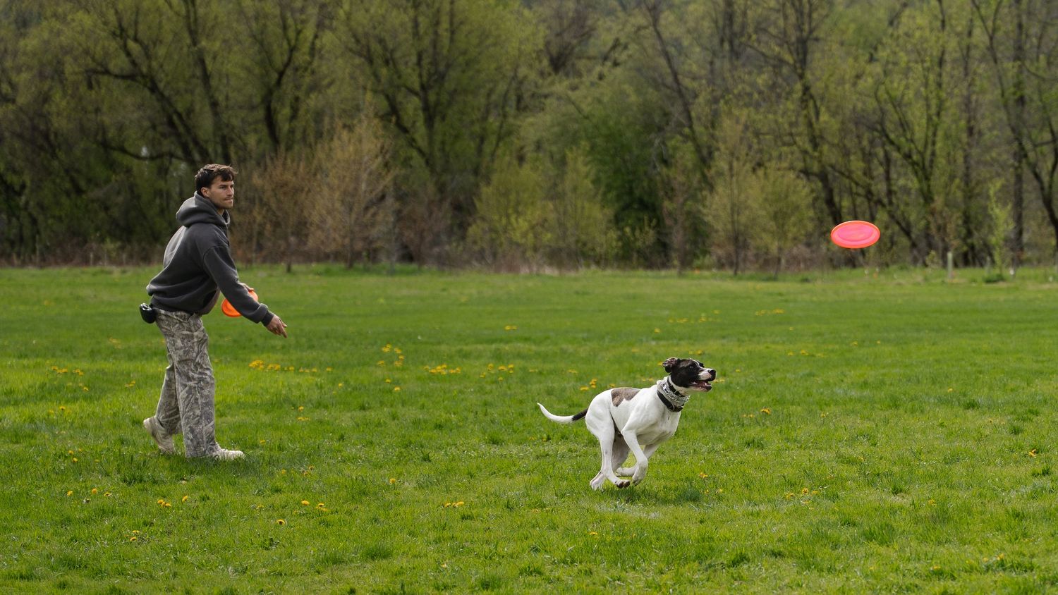 Man throwing a red frisbee to a black and white dog in a green park on a cloudy day.