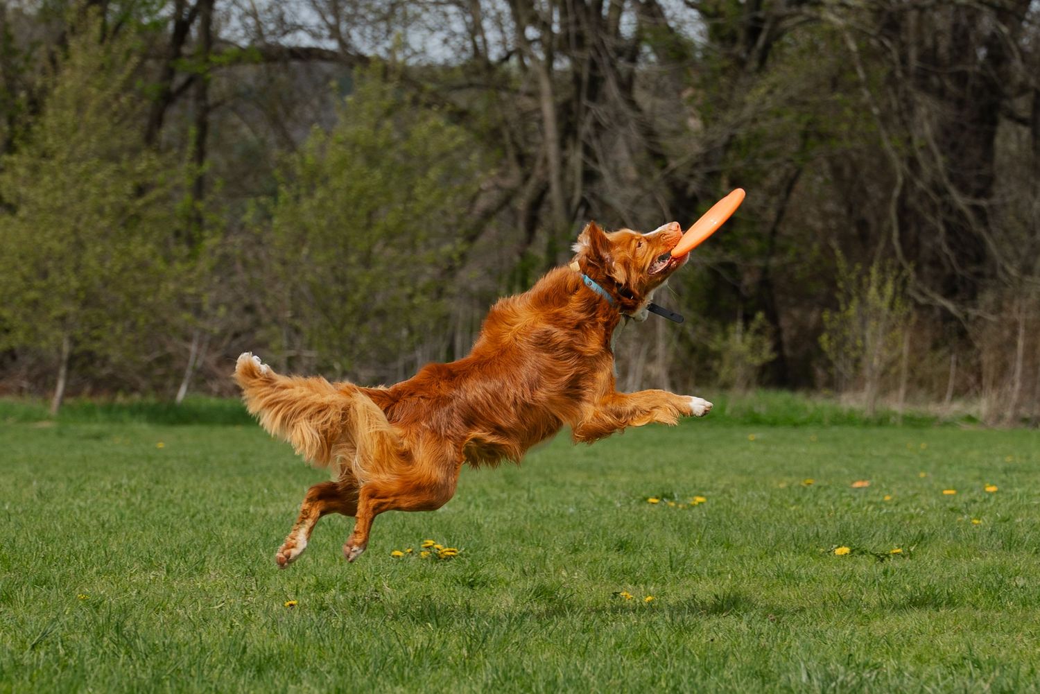 A golden retriever leaps energetically to catch an orange frisbee on a lush green lawn with trees in the background.