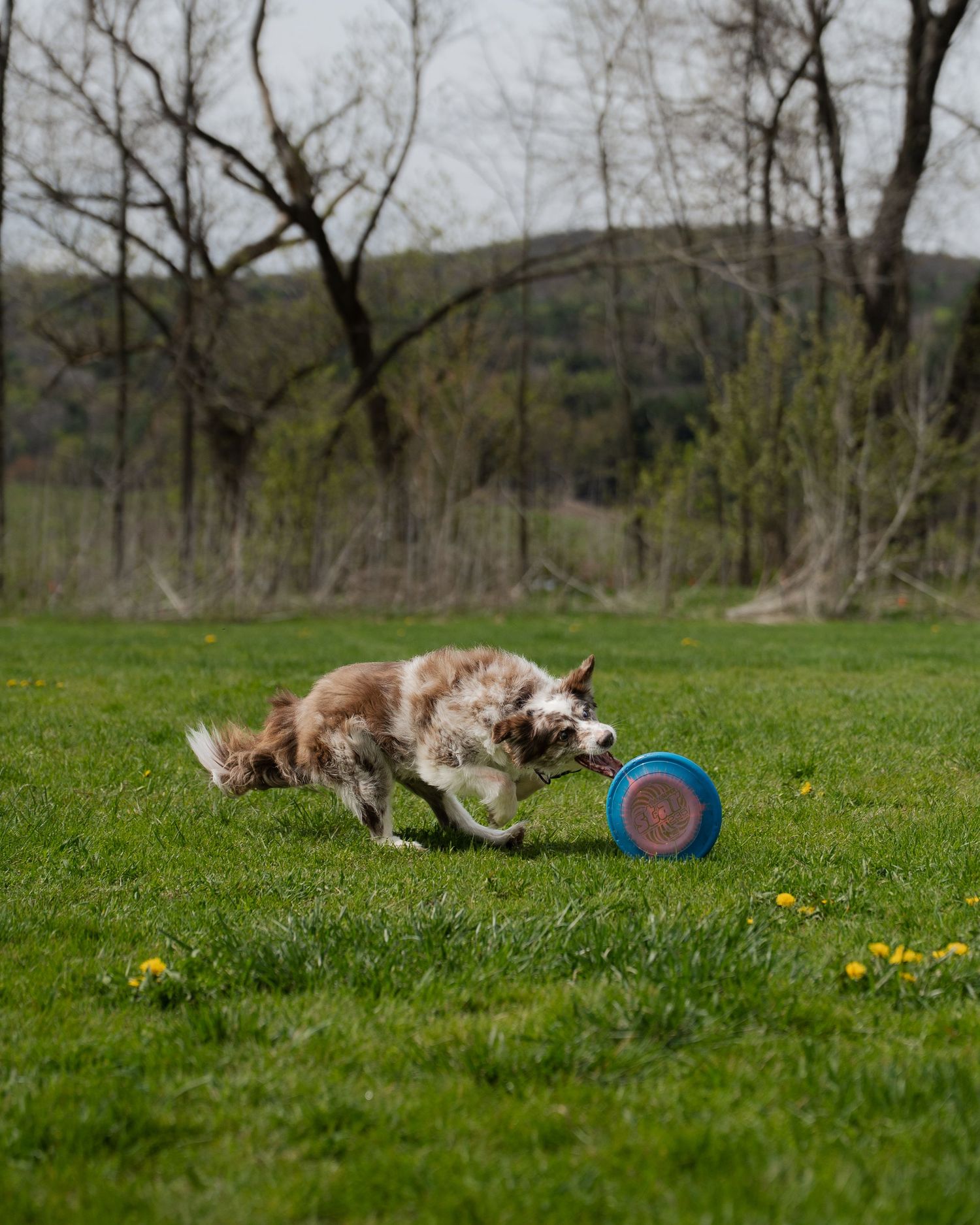 A brown and white Border Collie runs across green grass carrying a blue frisbee in its mouth.