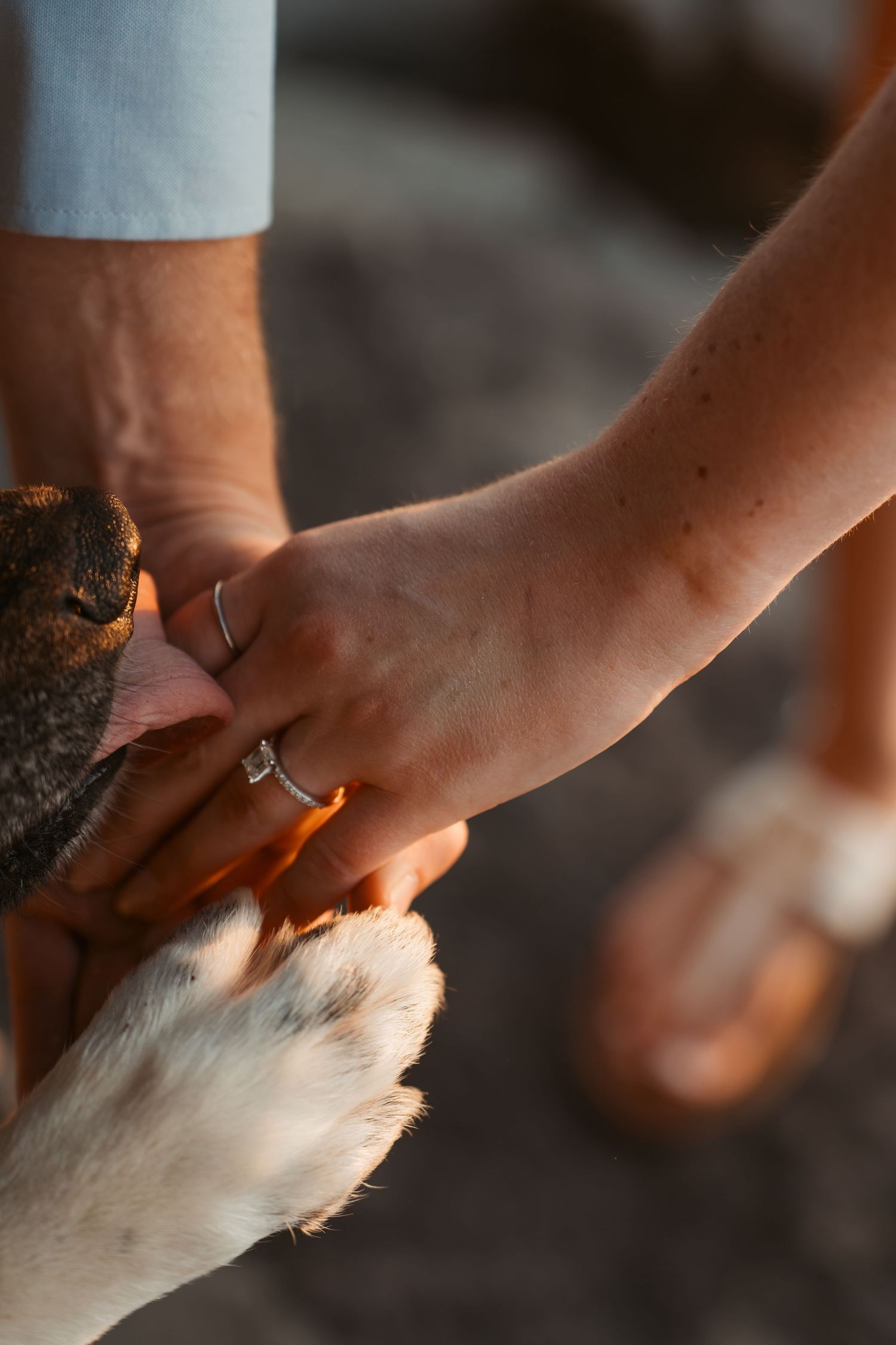 Close-up of couple holding hands with dog paw, woman wearing engagement ring.