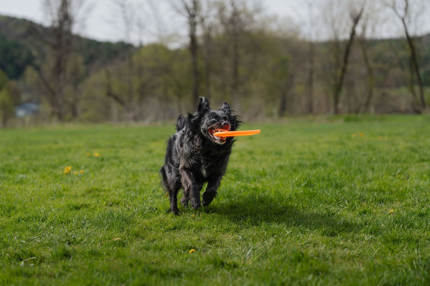 Black dog running on green grass field carrying an orange frisbee in its mouth on a cloudy day.
