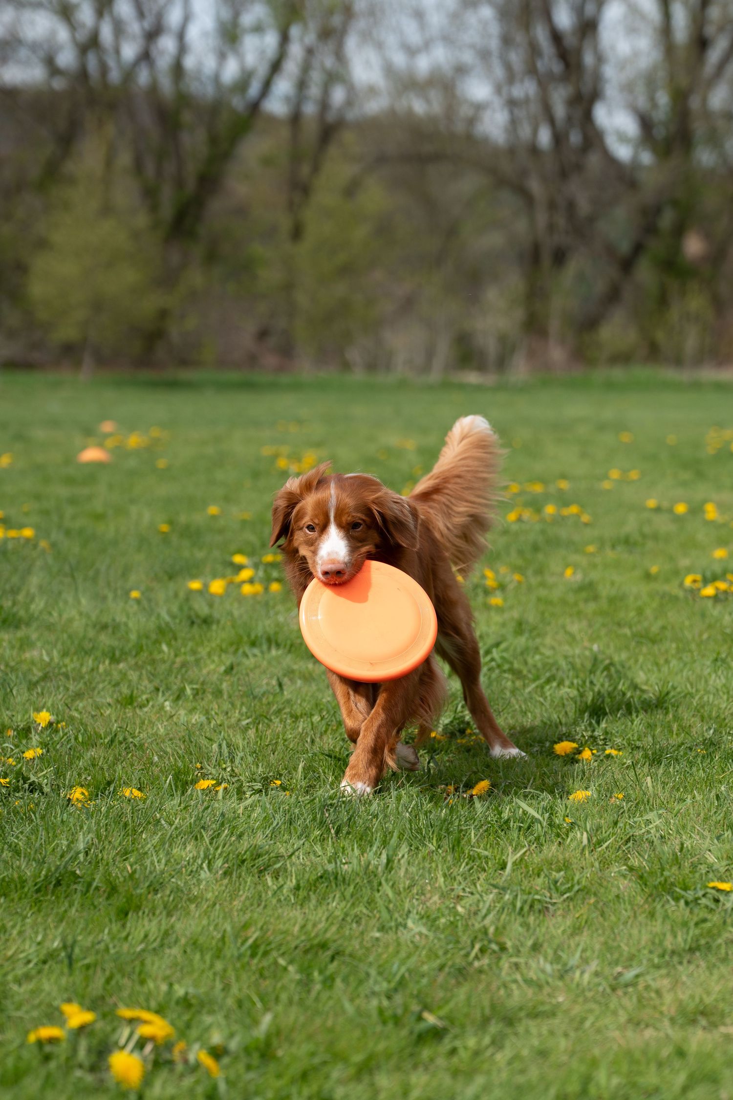 A brown and white dog runs across a green grass field carrying an orange frisbee in its mouth.