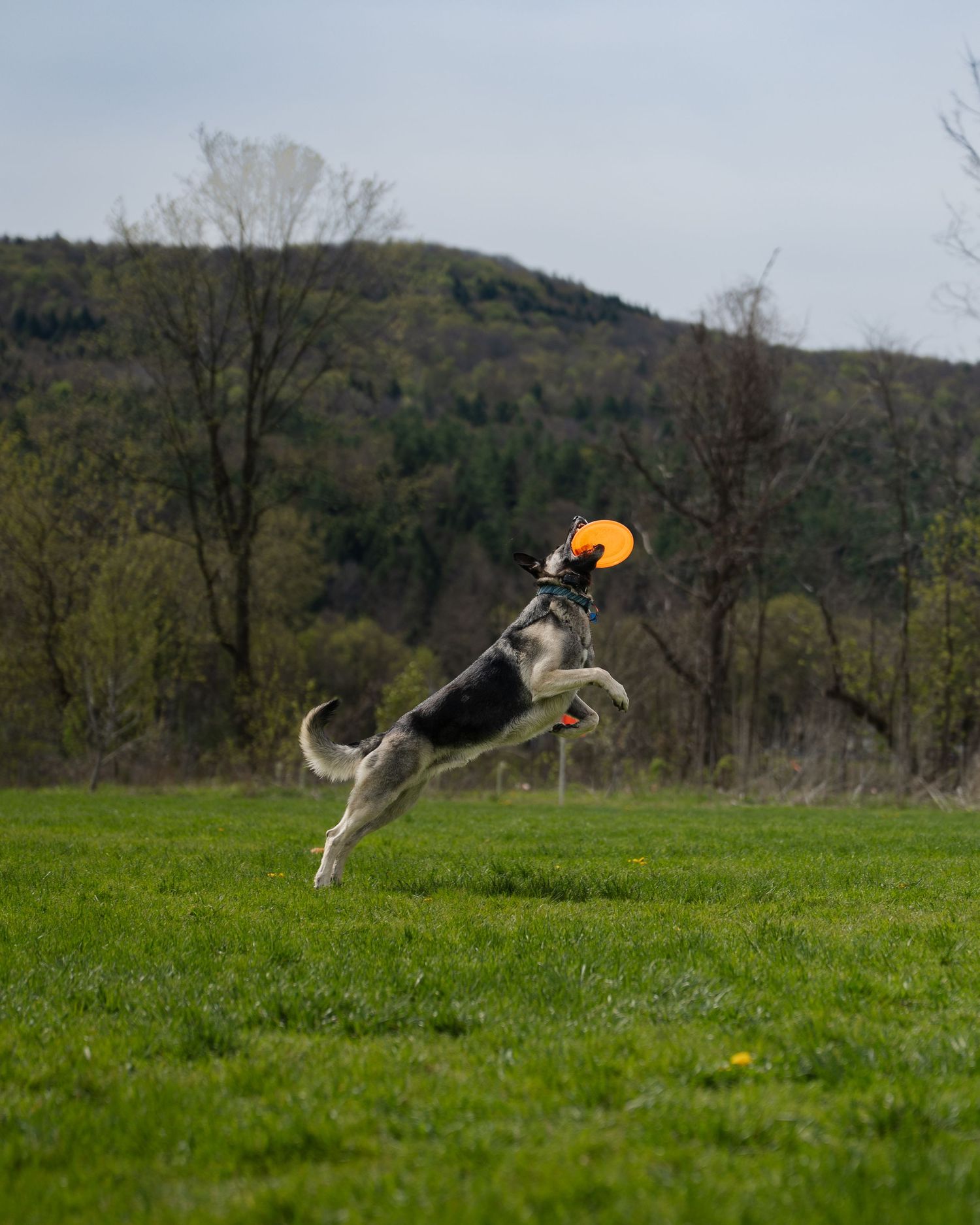 A dog leaps high into the air to catch an orange frisbee in a lush green field with trees and hills.