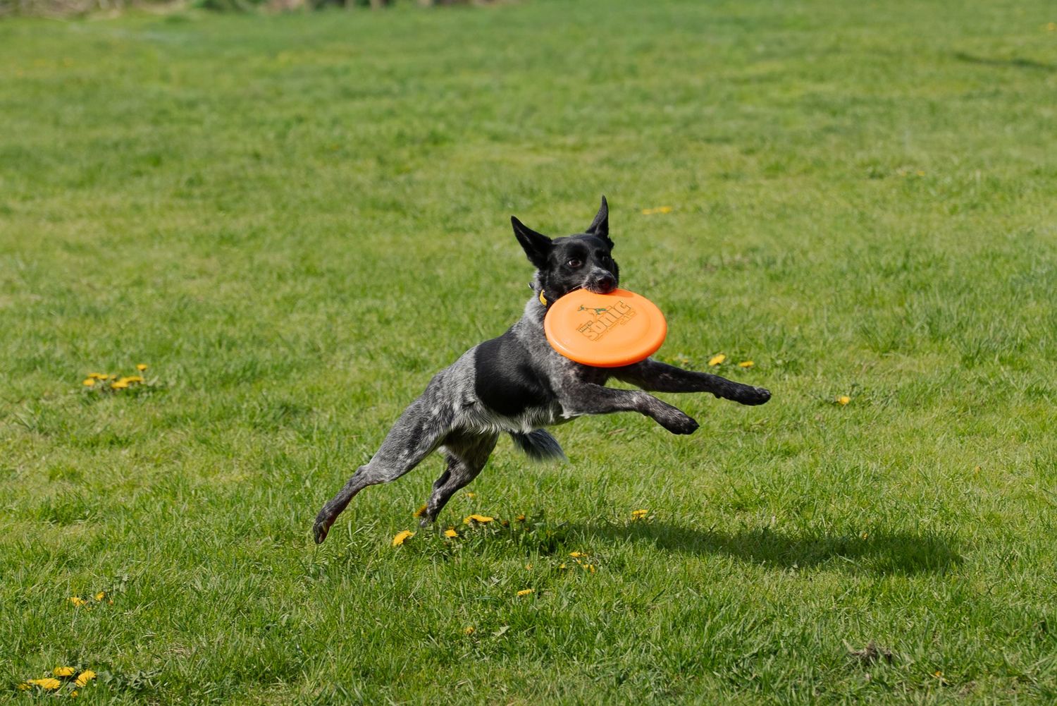 A black and white spotted dog catches an orange frisbee mid-air on a lush green grass field.