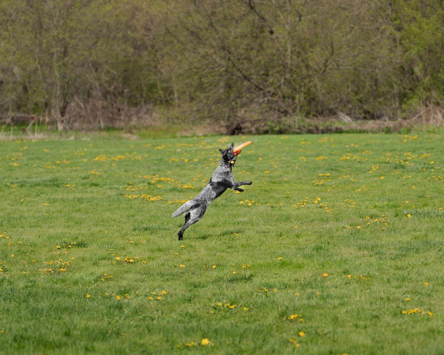 A gray dog leaps high in a green field catching an orange toy, with yellow wildflowers and trees in the background.