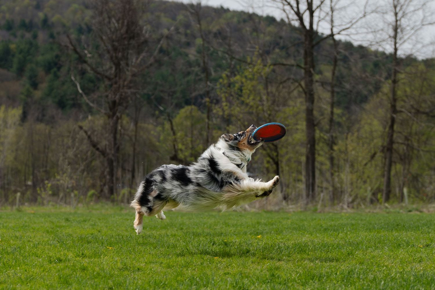 Australian Shepherd dog leaping to catch a red frisbee in a green park with trees in the background.