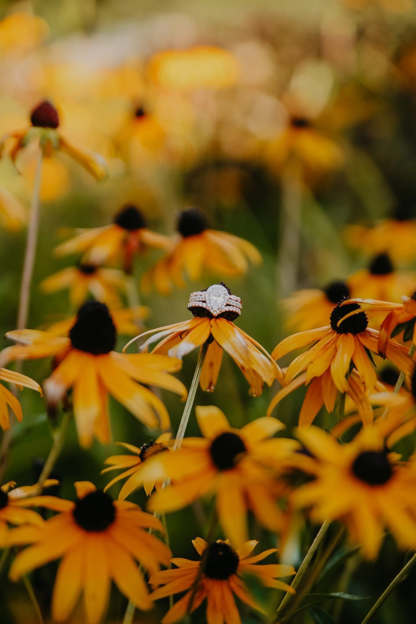 ingenious images collective