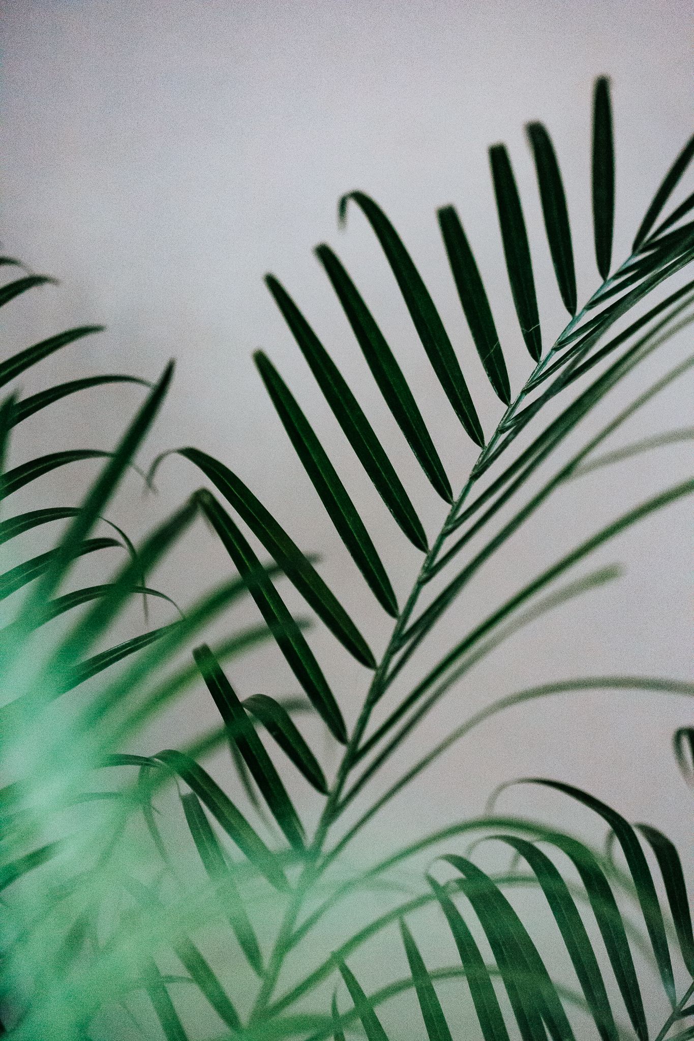 Close-up of lush green tropical palm leaves against a light gray background.