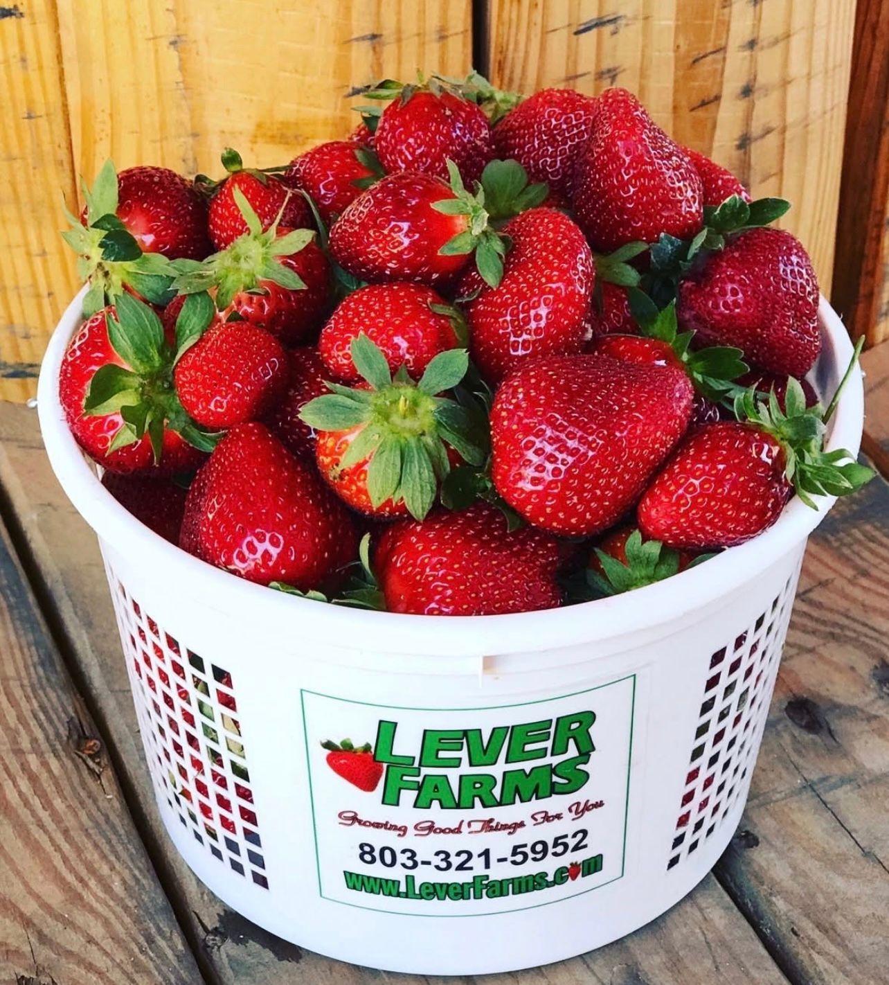 A white basket overflowing with fresh red strawberries from Lever Farms, contact 803-321-5952.