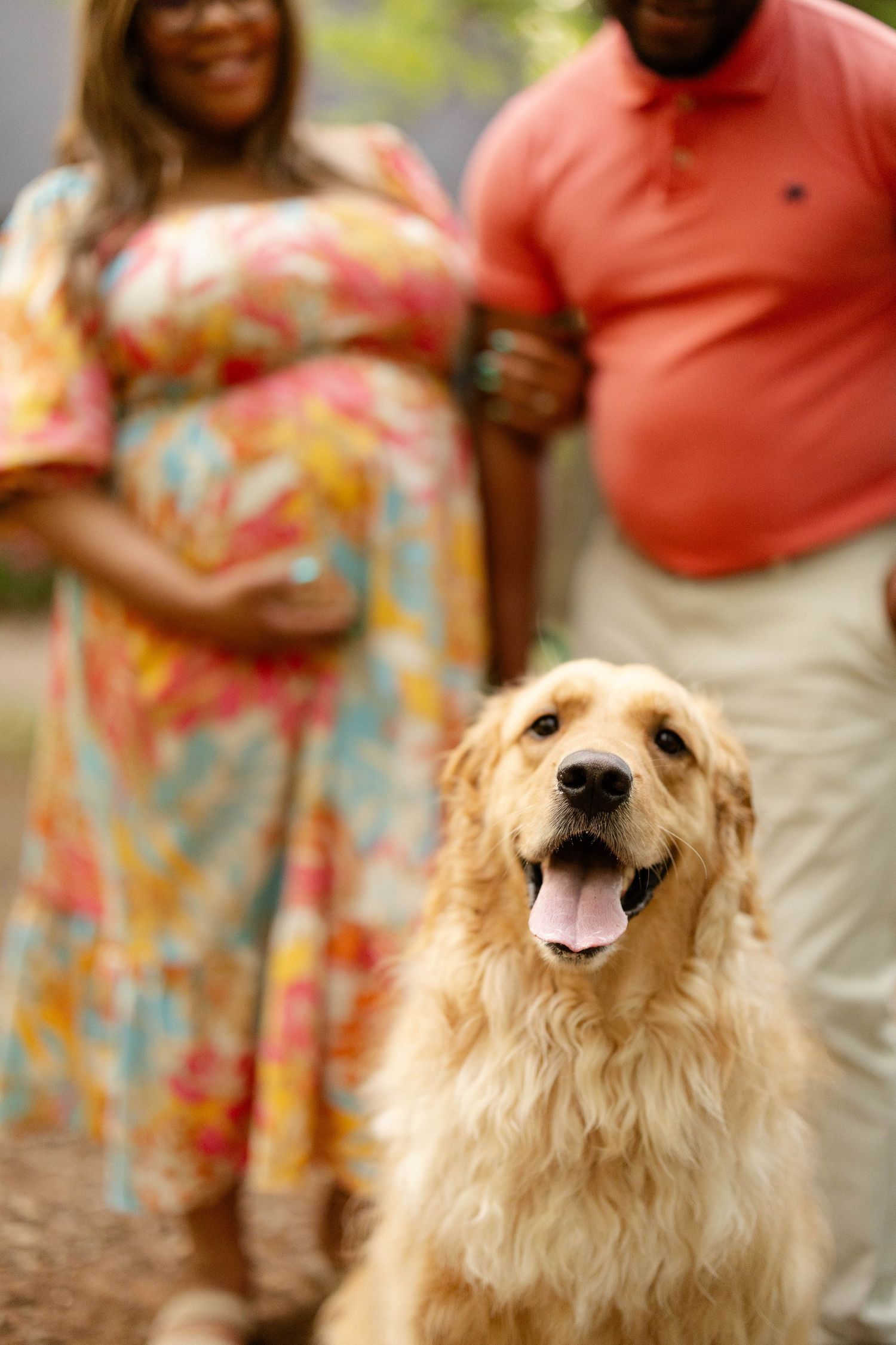 A golden retriever sits in focus before a pregnant woman in a floral dress and her partner outdoors.